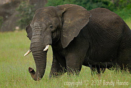 Bull Elephant Warning, Serengeti National Park, Tanzania, Jan 2007 Nikon D200, 200-400 VR f2.8, 1/200 @f5.6 ISO 250