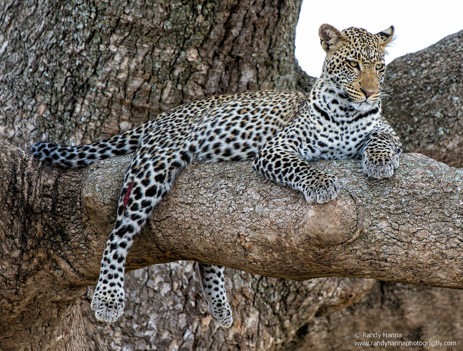 A male leopard enjoys the view across the Serengeti plains
