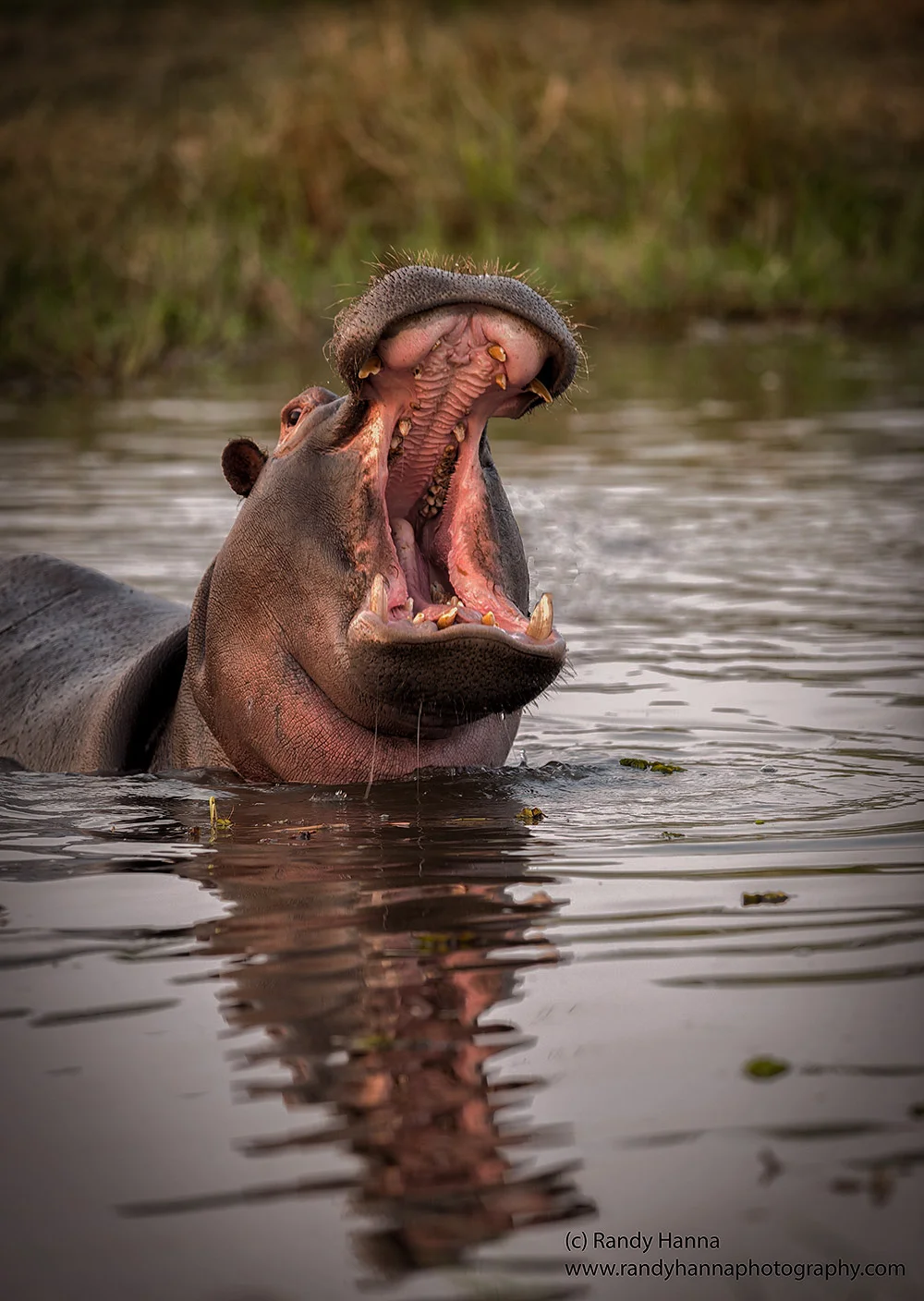 20151011_Botswana_D3X_2479-Edit-Edit-1.jpg