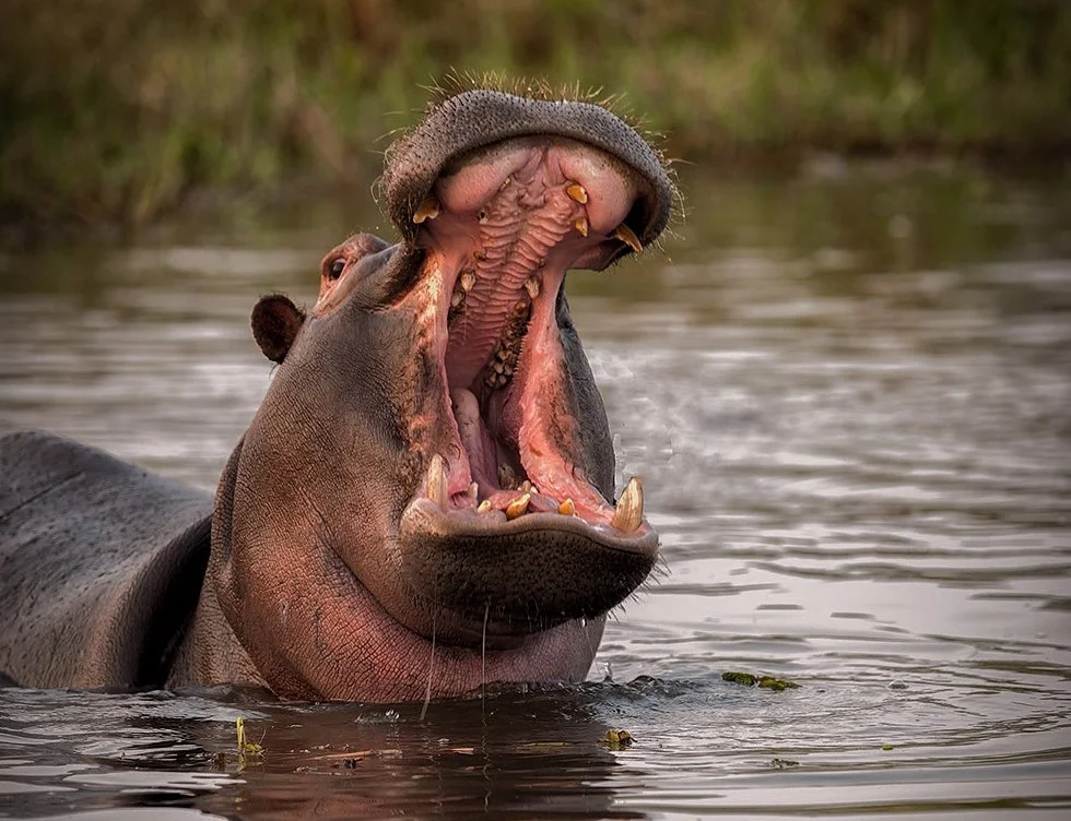 20151011_Botswana_D3X_2479-Edit-Edit-1.jpg