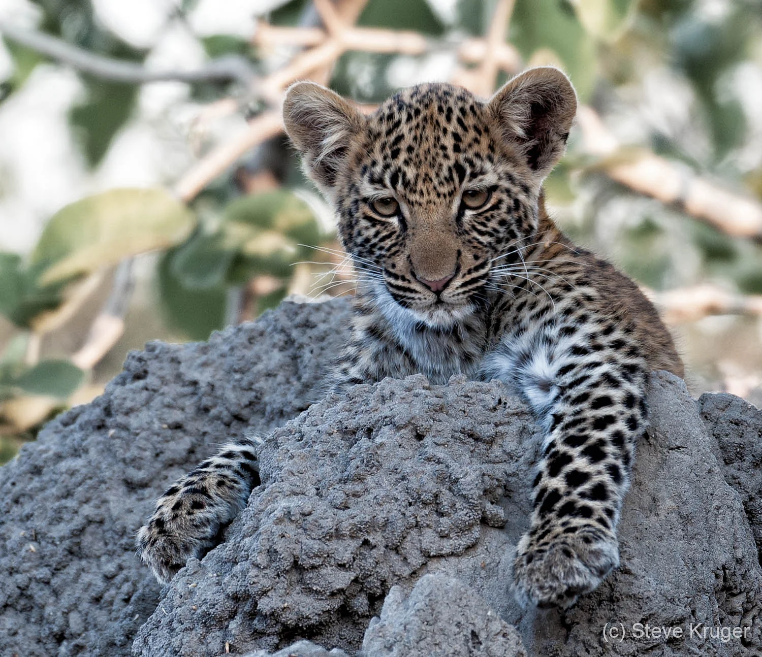 leopard-cub_steveKruger.jpg