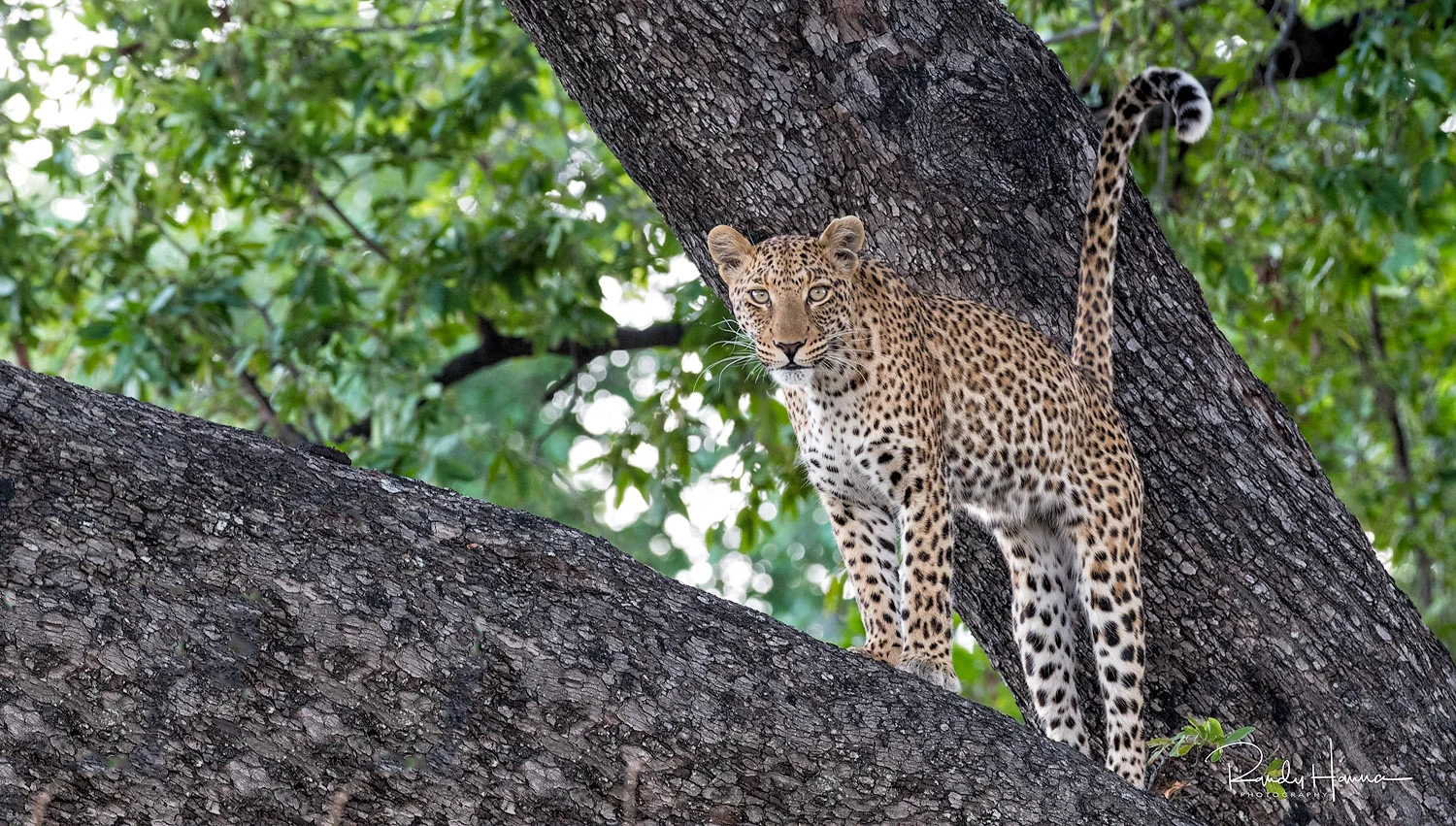 RANDY1-leopard.jpg