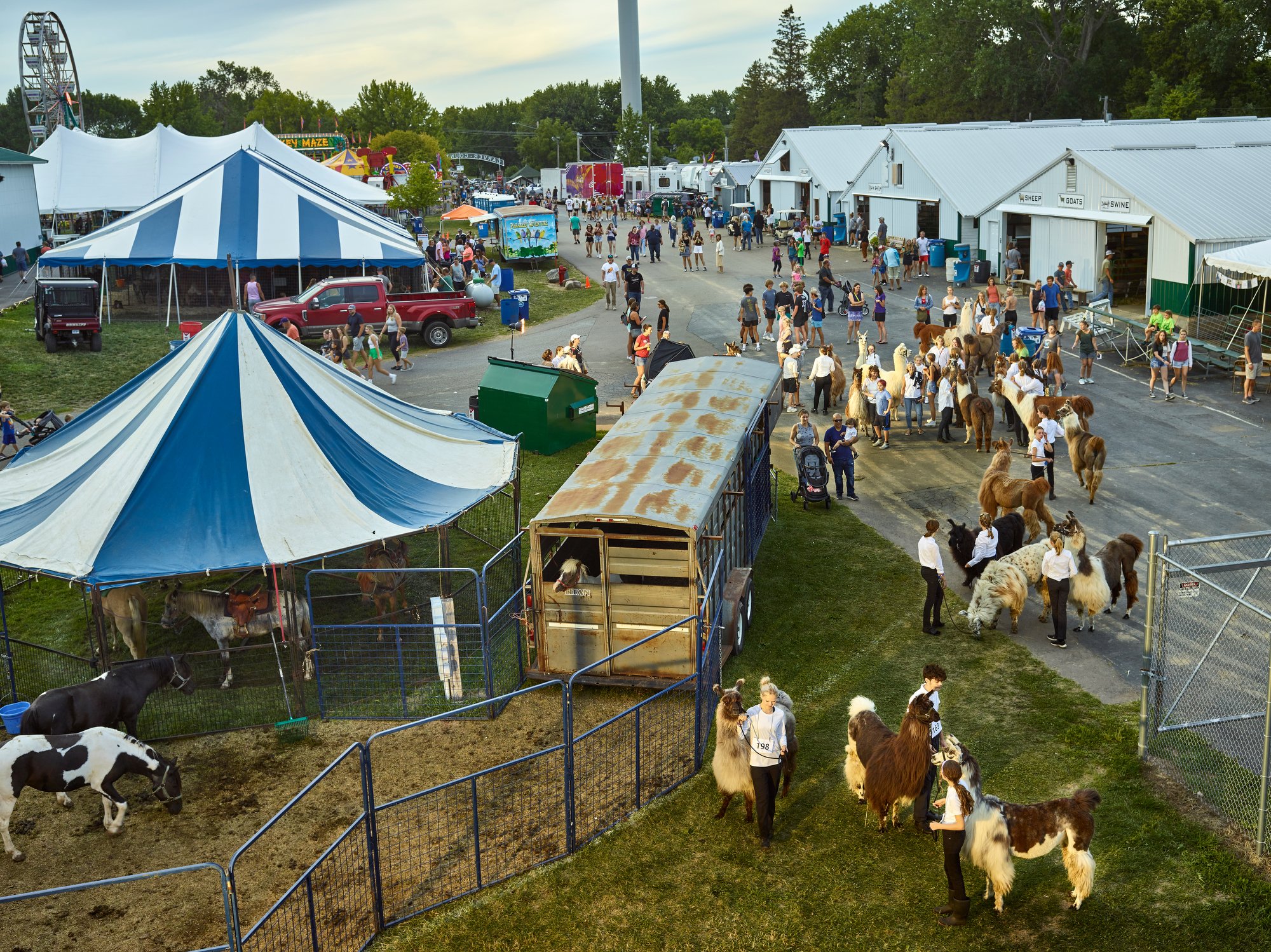 Llama Mamas, Carver County Fair, Minnesota, 2022