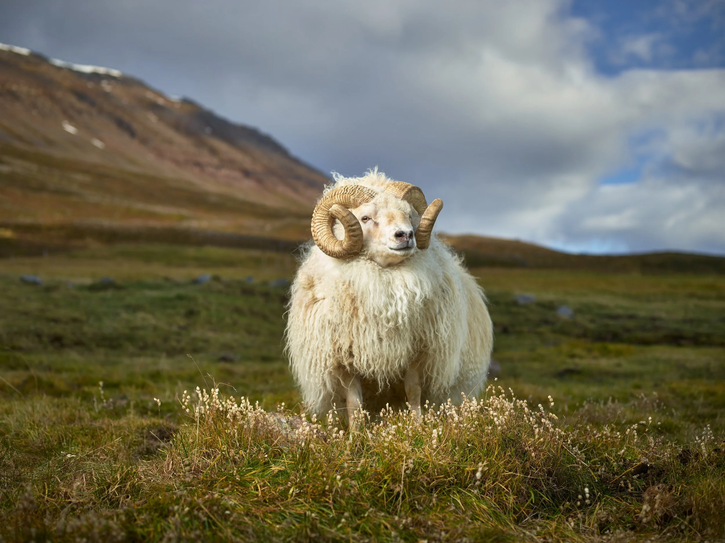 Mr. Hofsos, Skagafjardarsysla, Iceland
