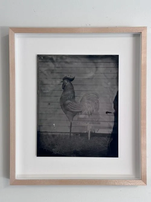 A Minneapolis Rooster
