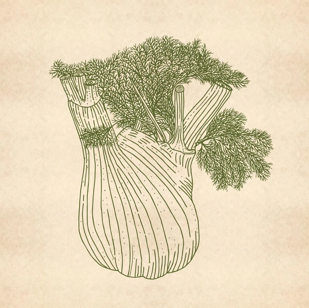 Fenchel, Foenicilum vulgare