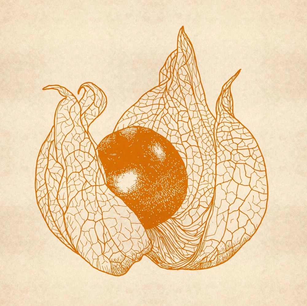Andenbeere, Physalis peruviana