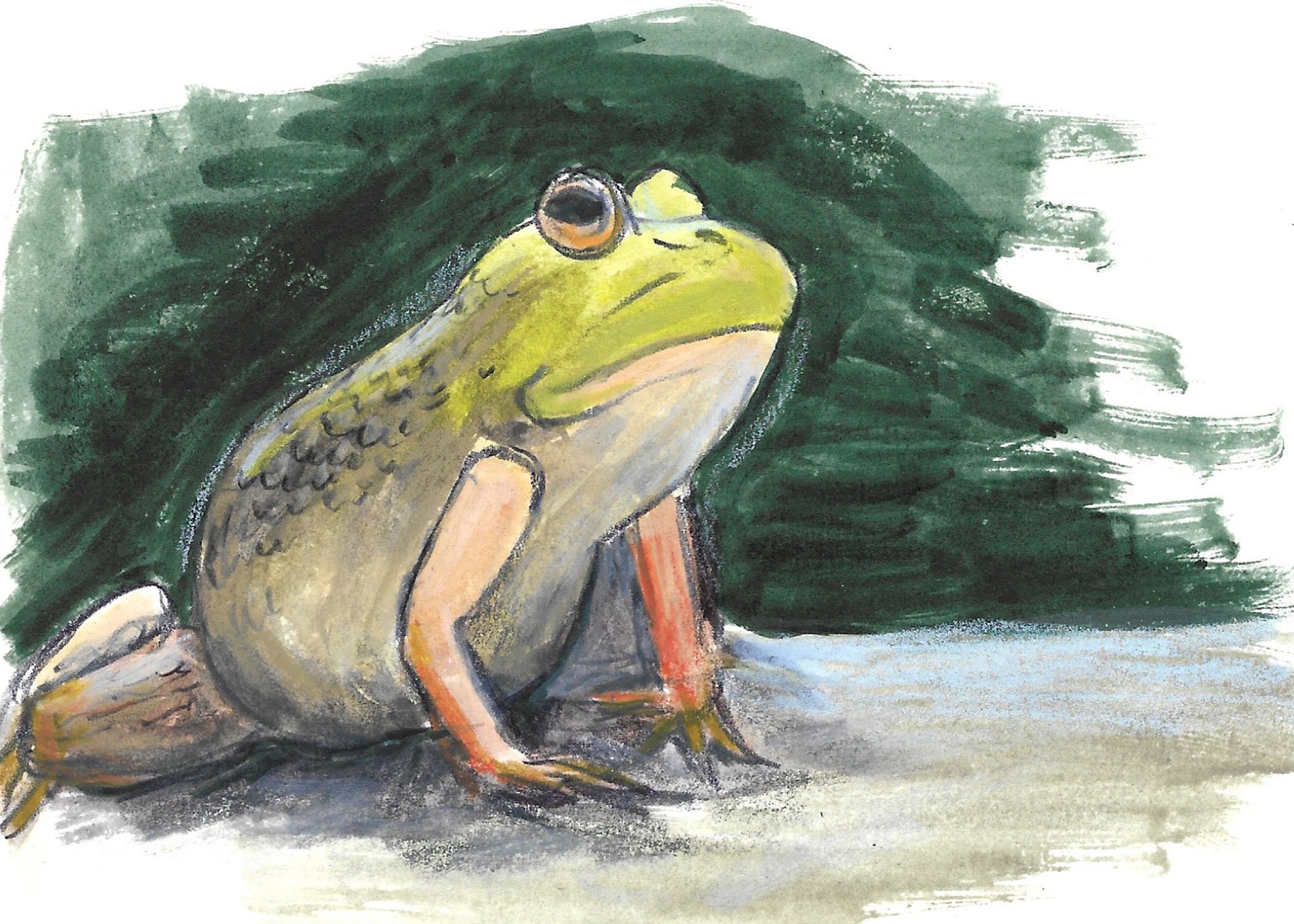 Illustrations-animals-10c.jpg