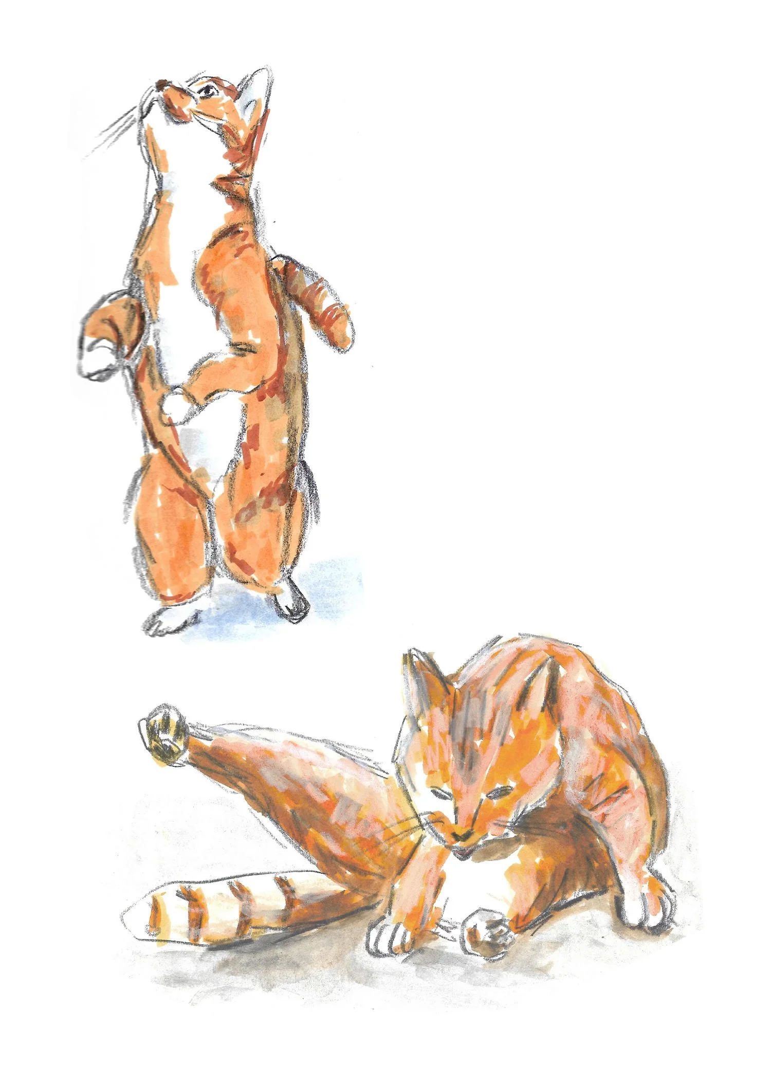 Illustrations-animals-03b.jpg