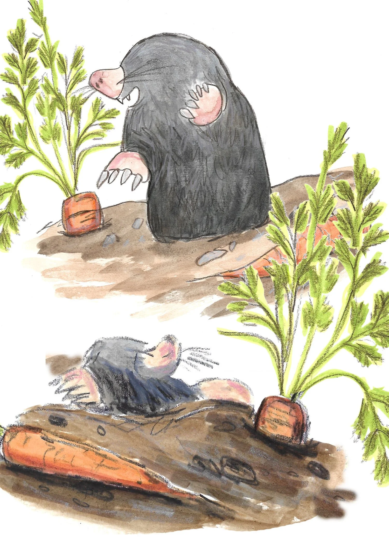 Illustrations-animals-02b.jpg