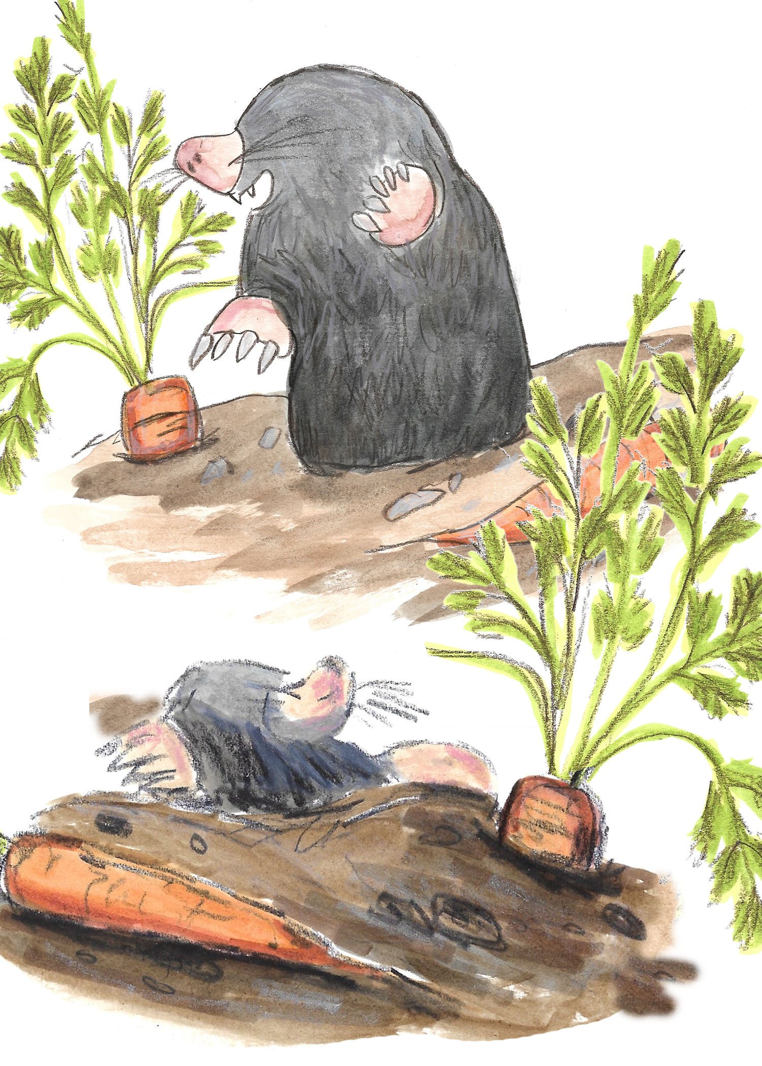 Illustrations-animals-02b.jpg