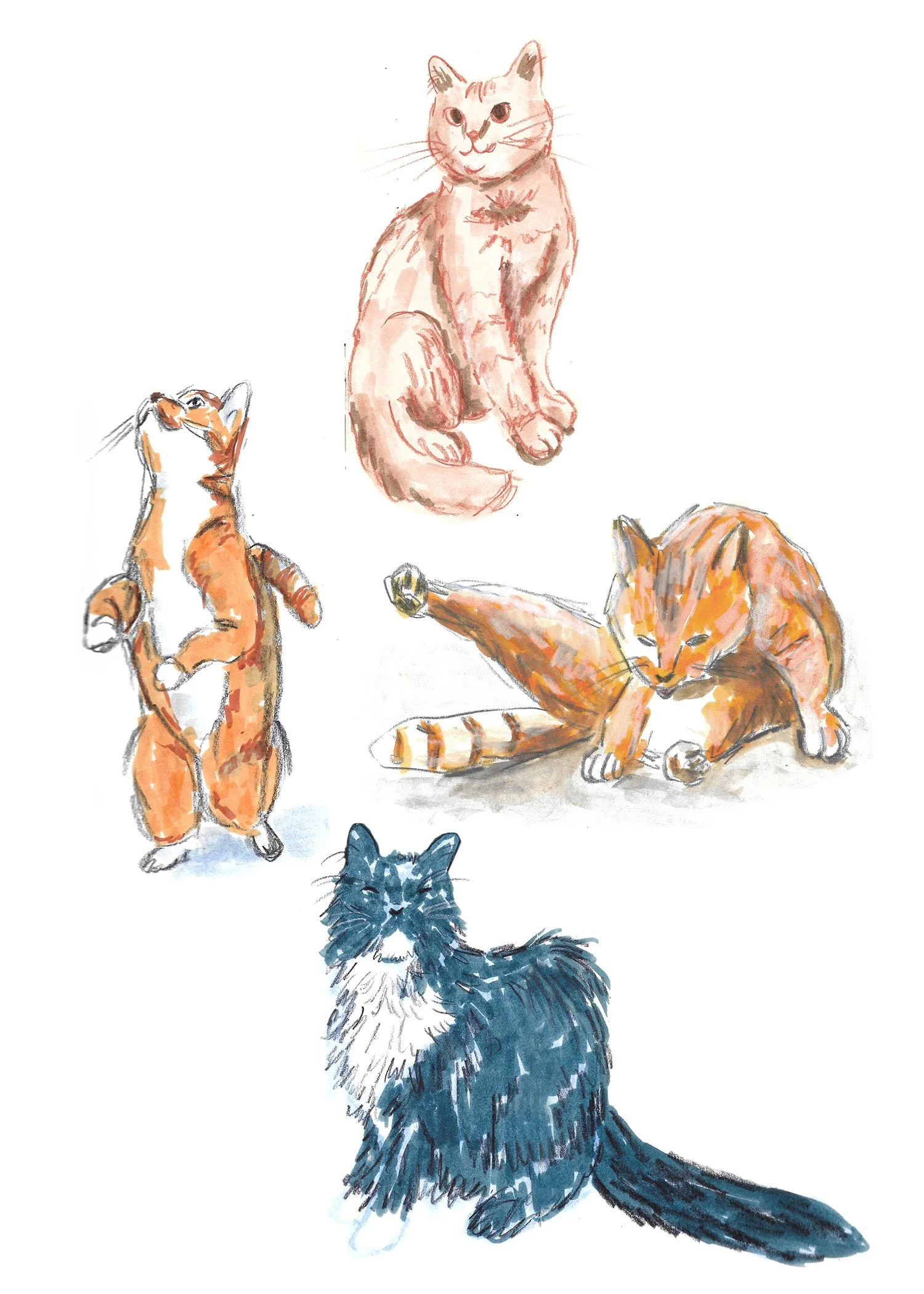 Illustrations-animals-03.jpg