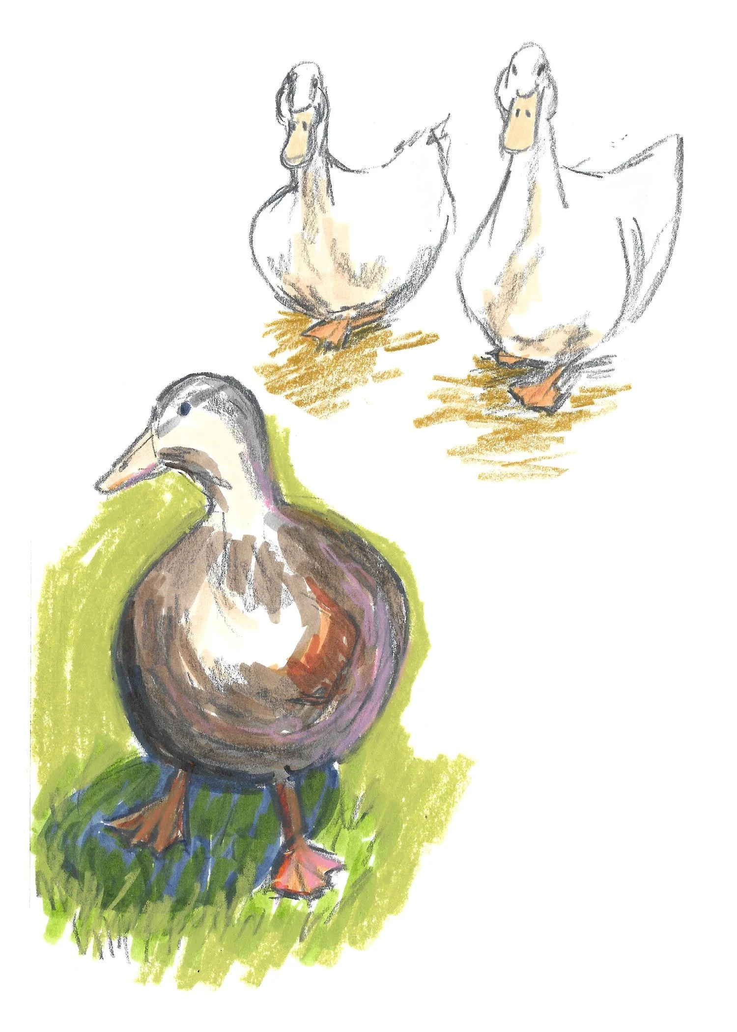 Illustrations-animals-04b.jpg
