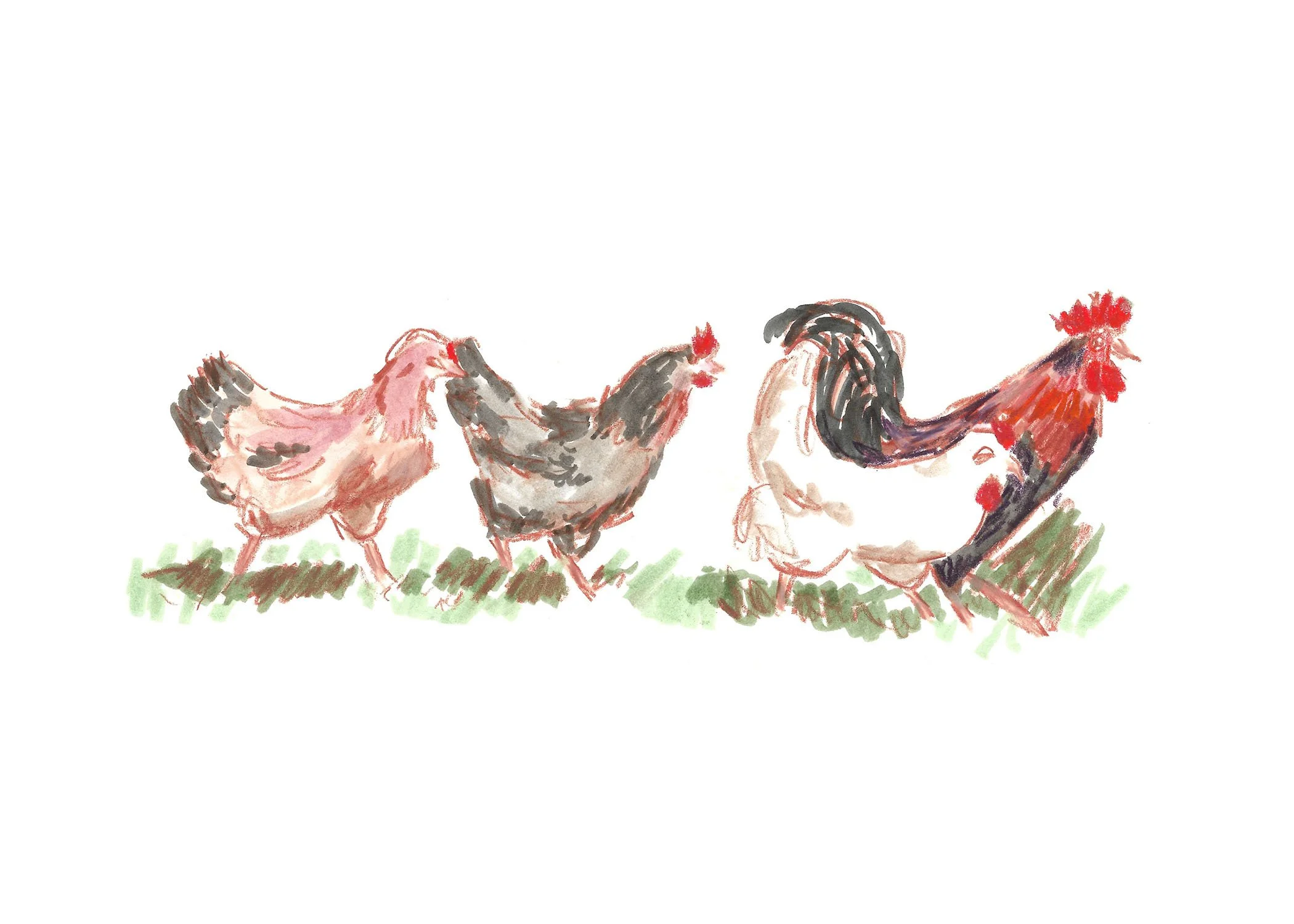 Illustrations-animals-12.jpg