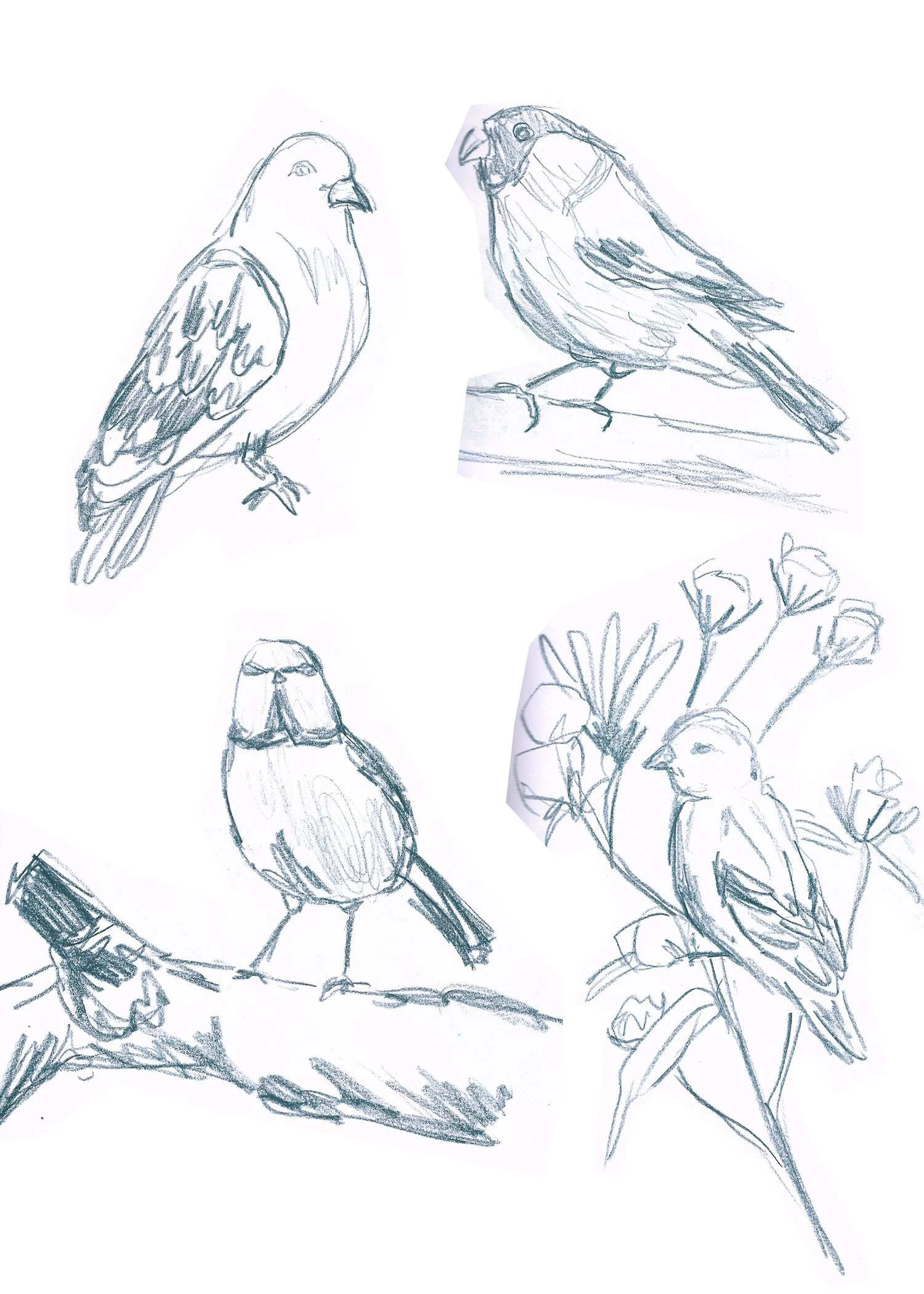 Illustrations-animals-07_1.jpg