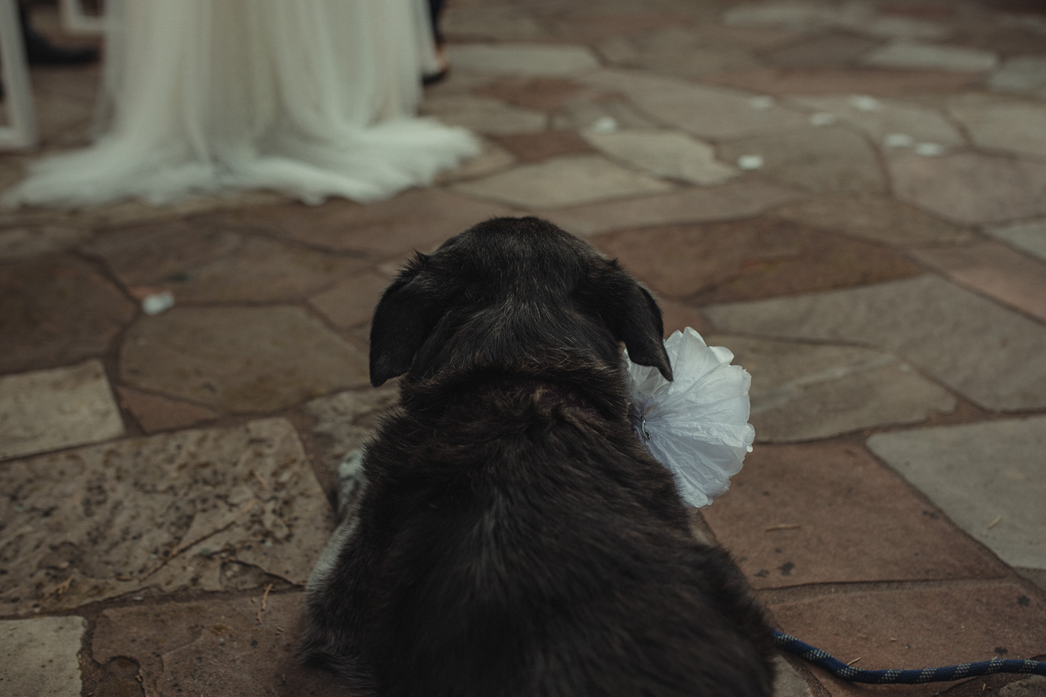 Wedgewood Sequoia Mansion wedding dog walking down the aisle photo