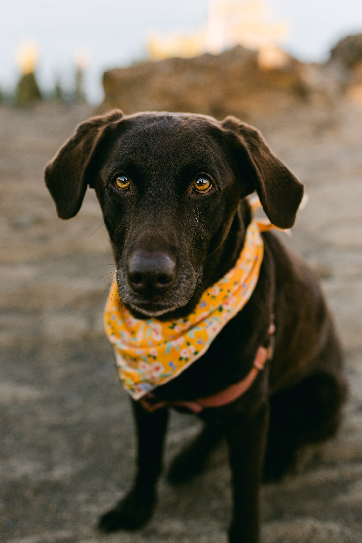 Fall elopement in Lake Tahoe, photo of  couple's dog