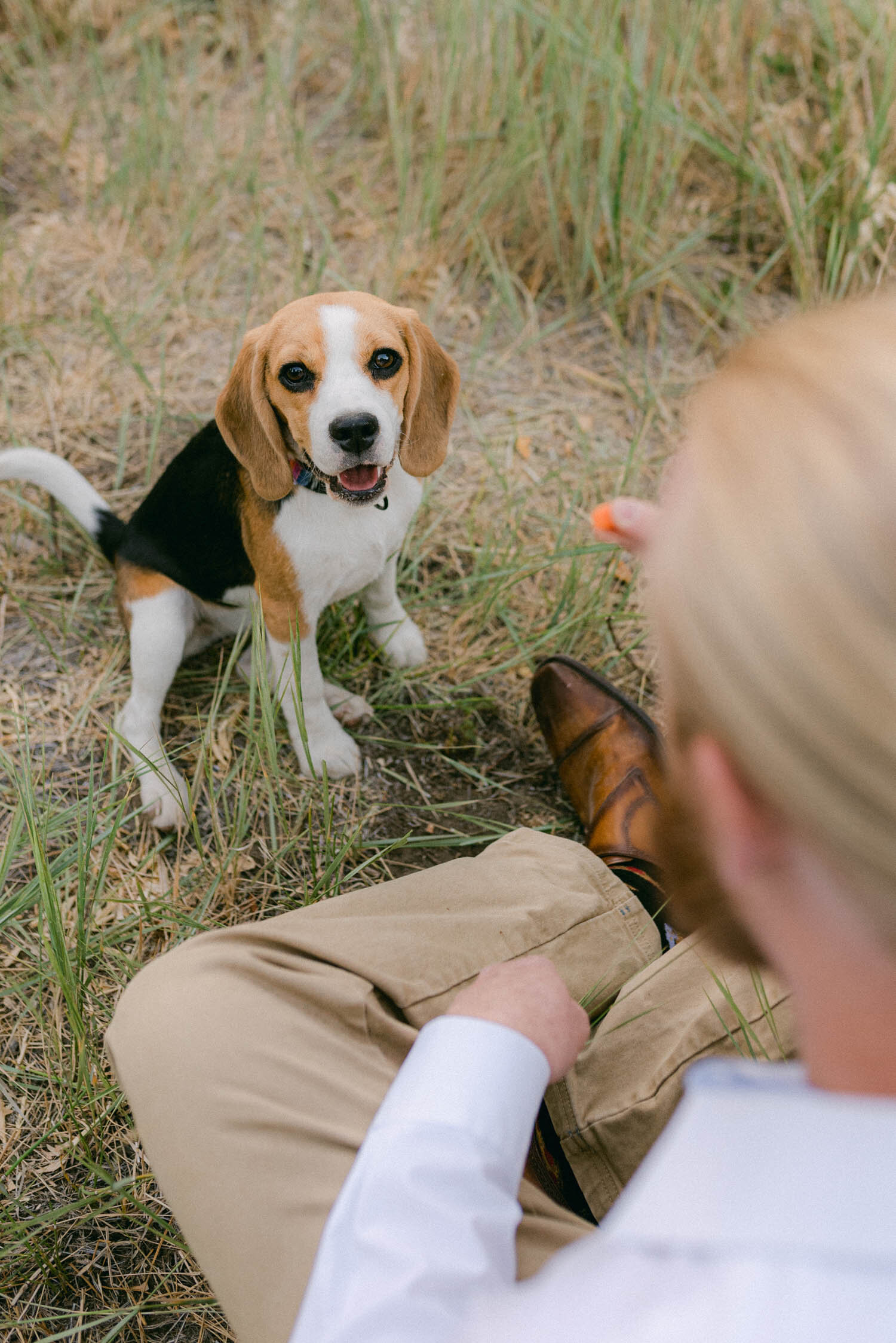 A beagle puppy at a maternity session