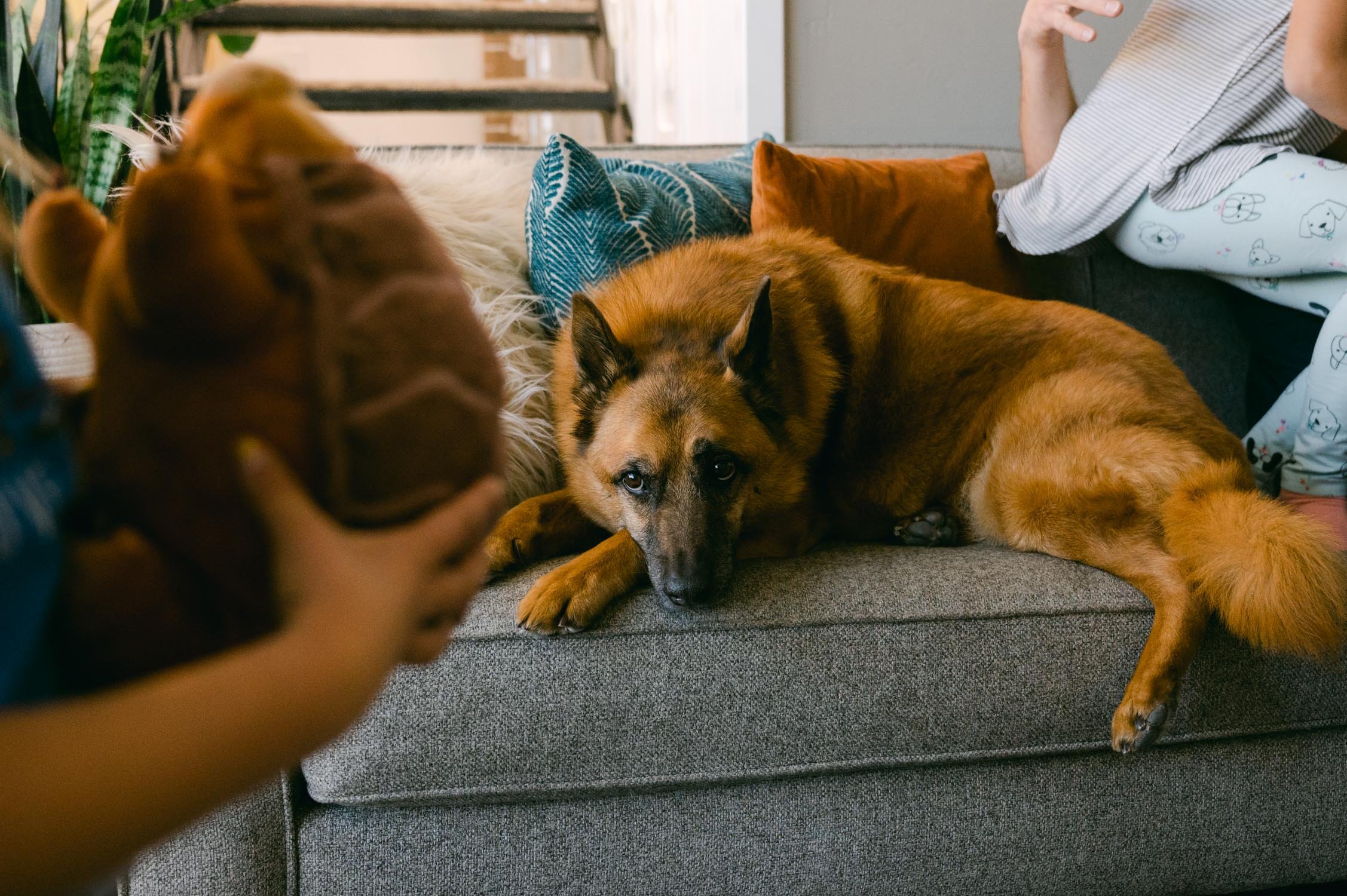 move-in photoshoot, photo of dog laying on the couch