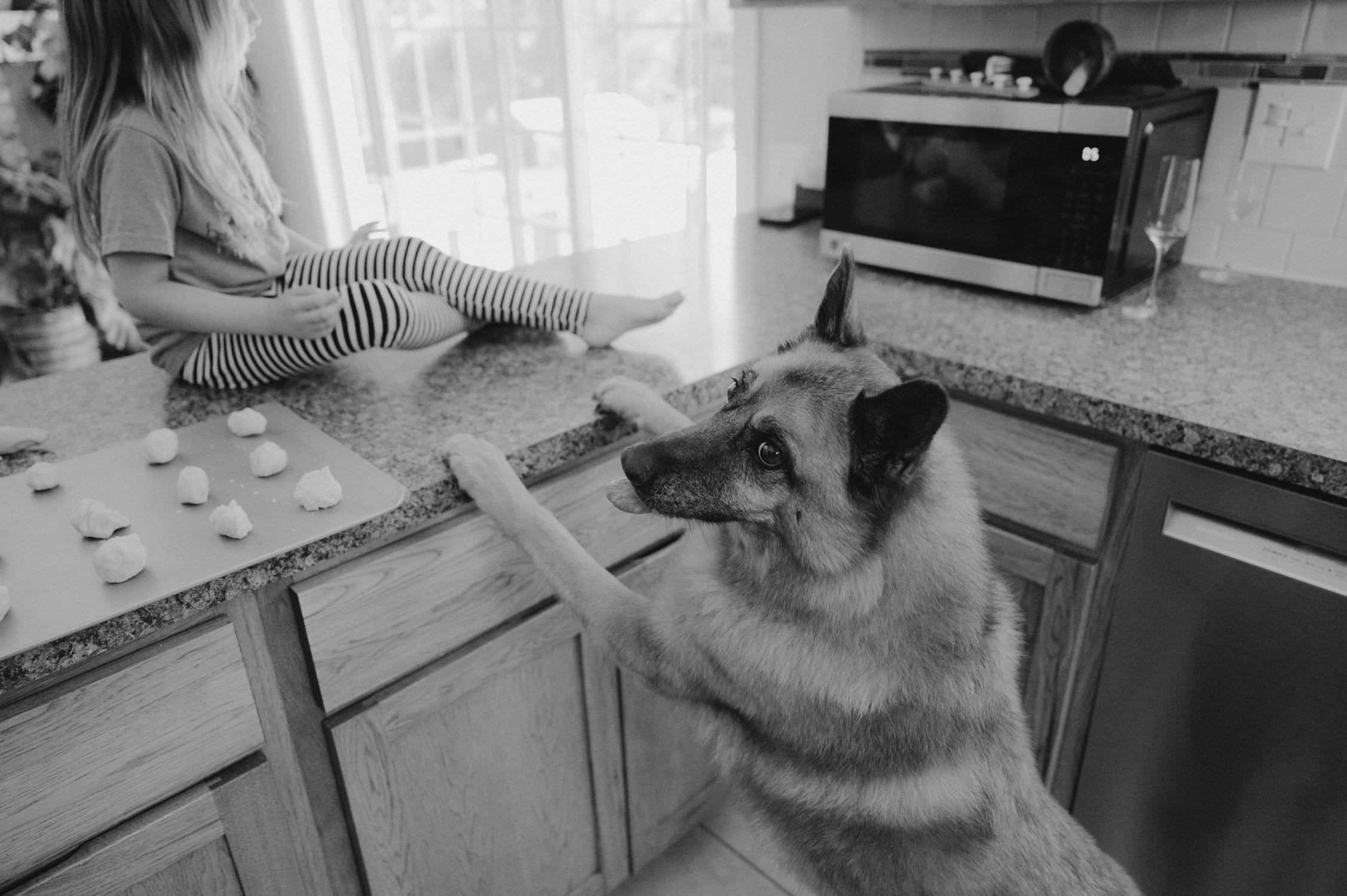 move-in photoshoot, photo of dog trying to get on the counter 