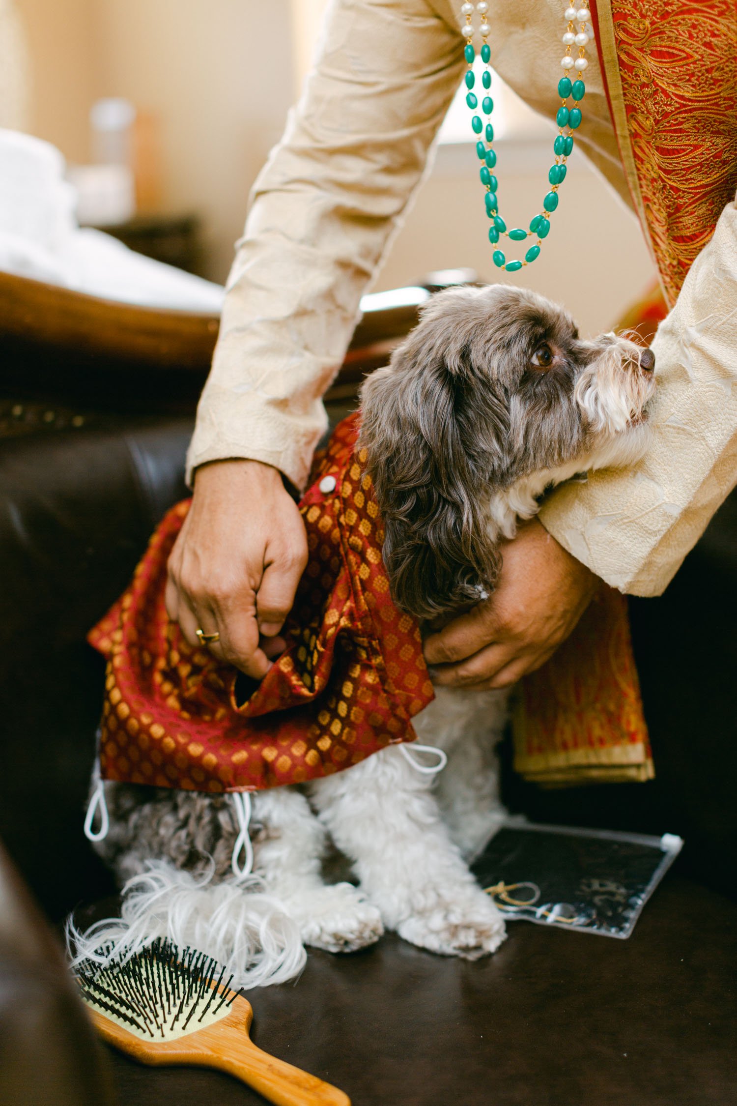 Traditional Hindu (Bengali) Ceremony, photo of dog wearing a sarees