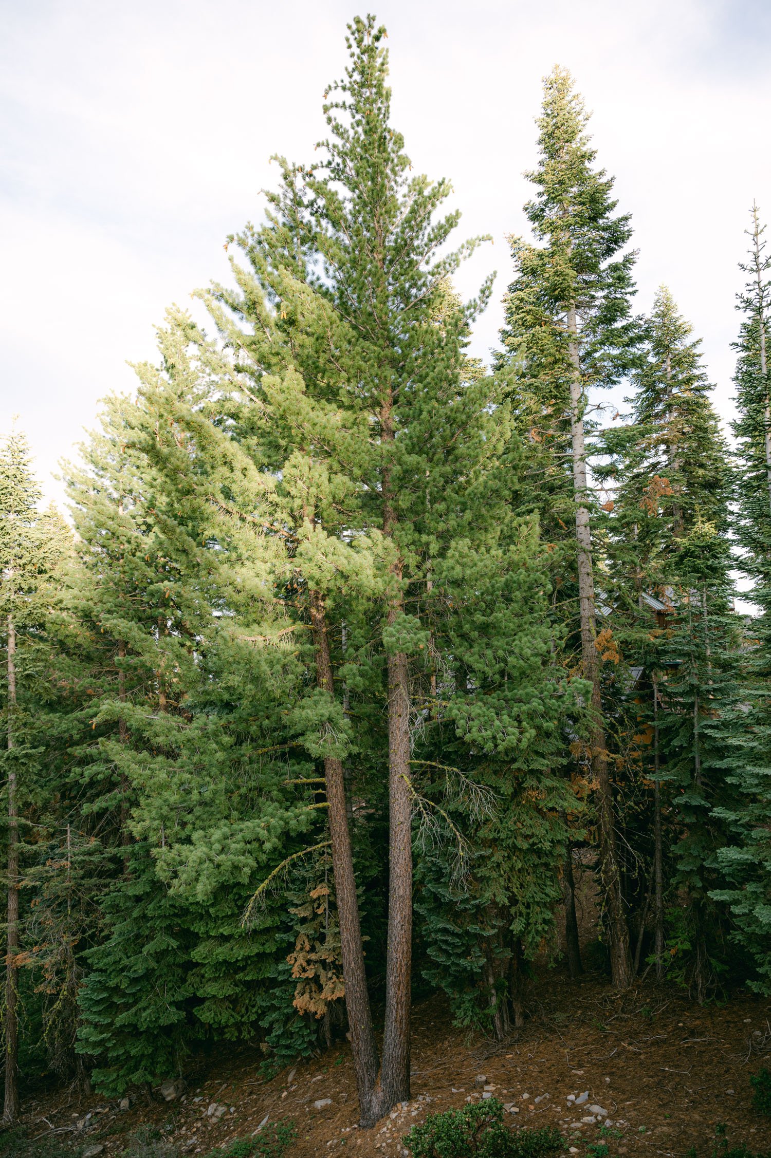 Lake Tahoe elopement photos, photo of a tahoe tree