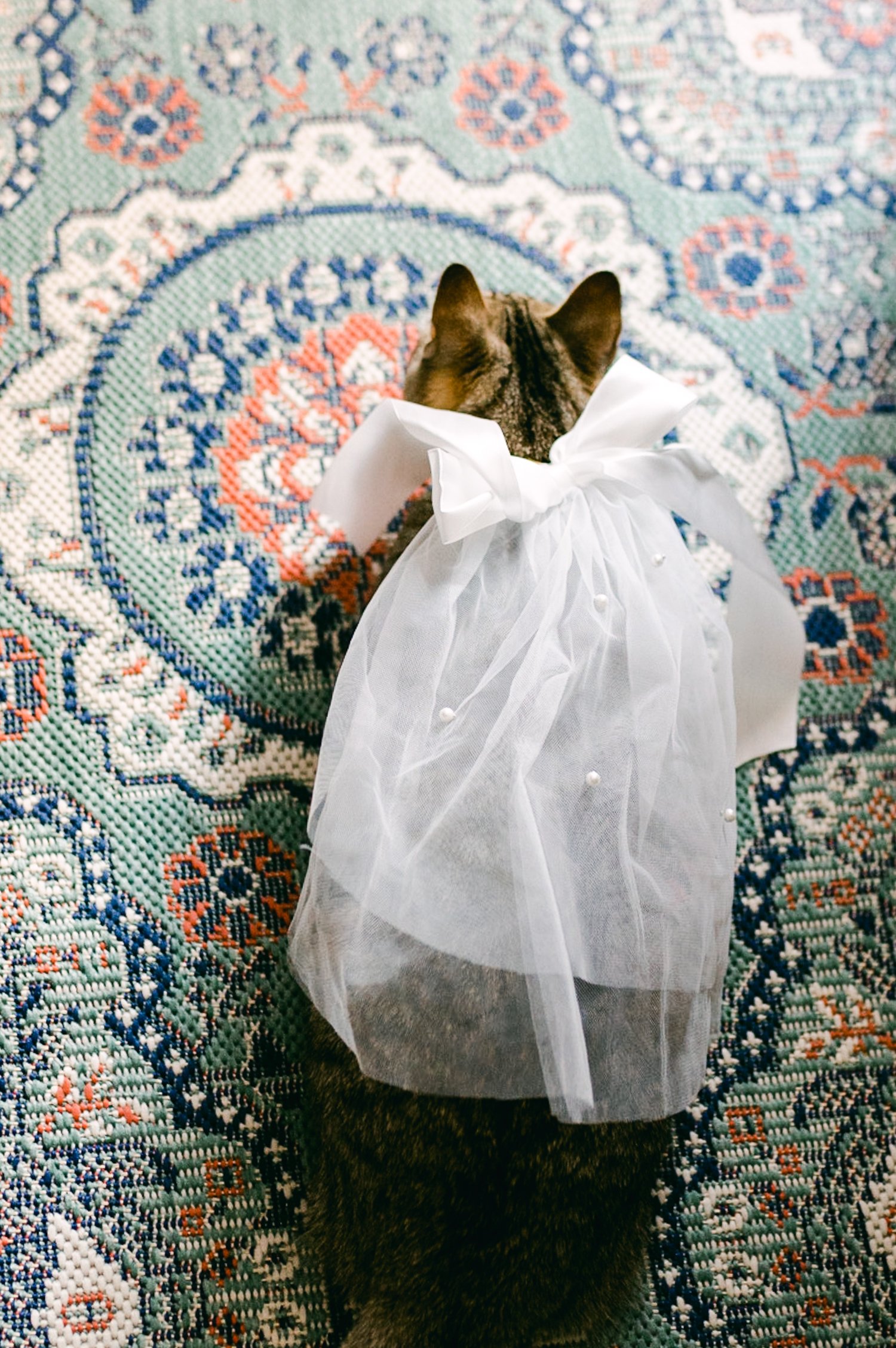 Brazilian Room Wedding in Berkeley, CA, photo of a cat wearing a wedding veil