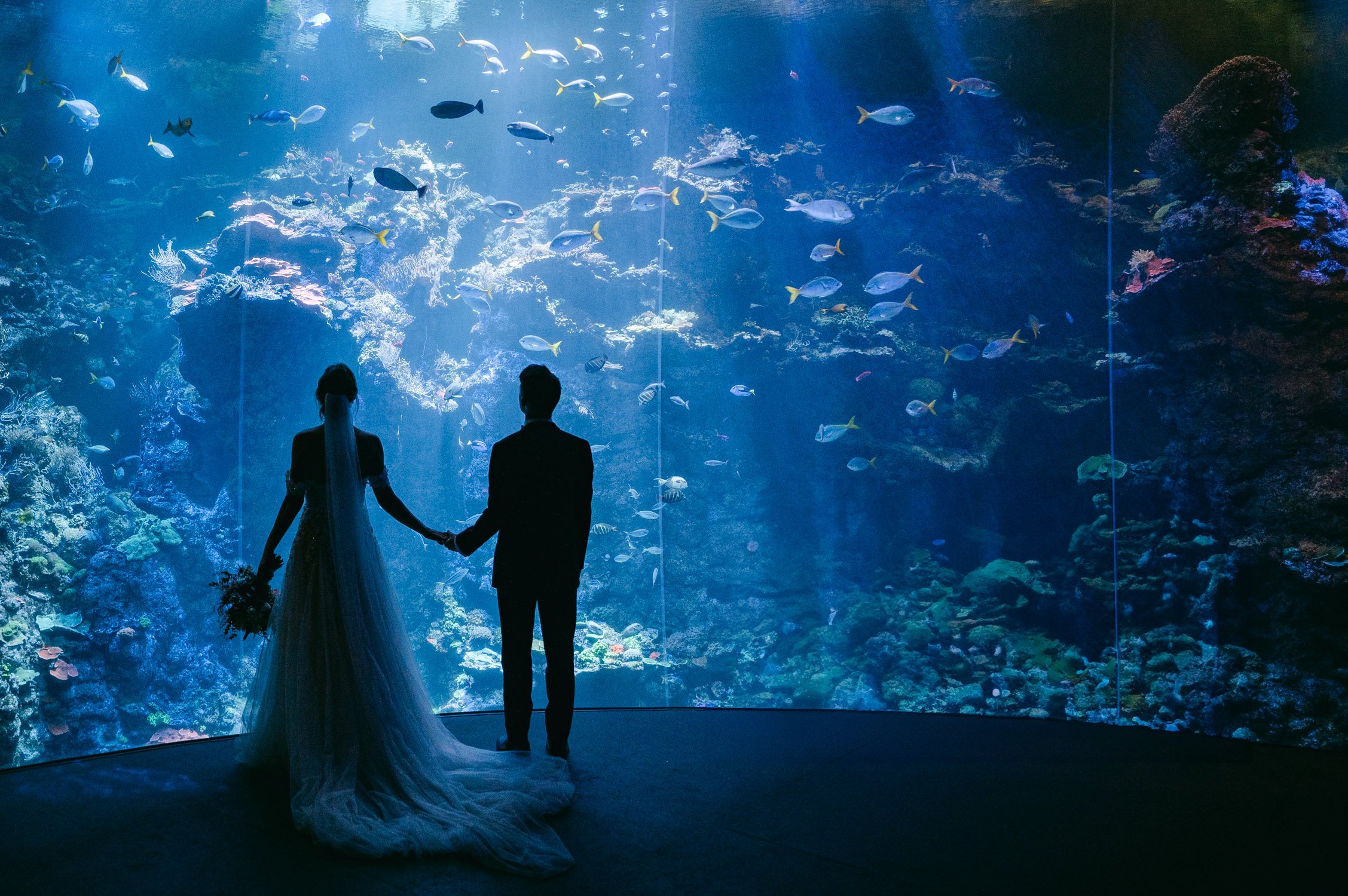 California academy of Sciences in San Francisco Wedding, photo of the newly wed couple staring at a big aquarium