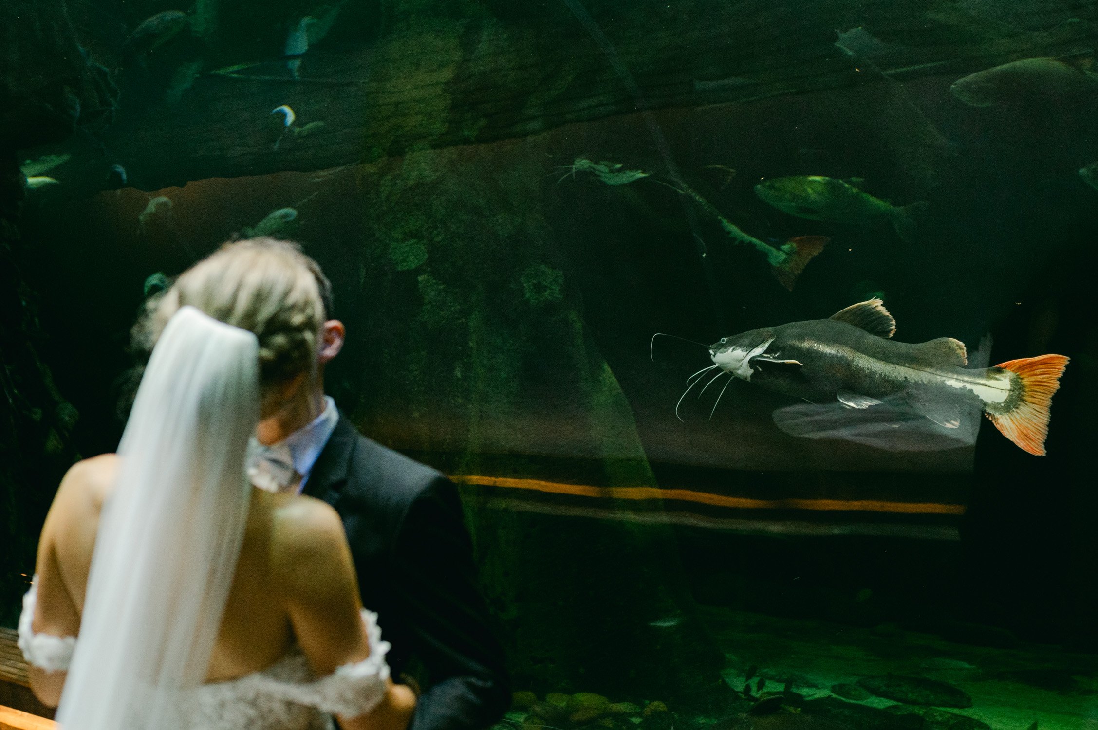 California academy of Sciences in San Francisco Wedding, photo of the couple kissing in the aquarium with a big fish in the background