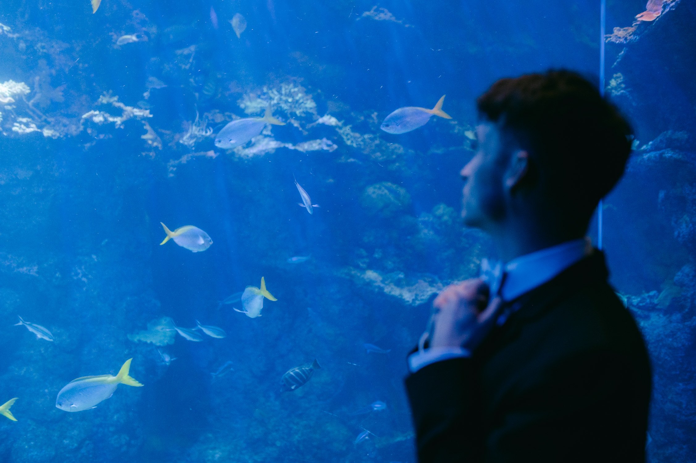 California academy of Sciences in San Francisco Wedding, photo of the groom fixing his tie while looking at the bog aquarium with fishes
