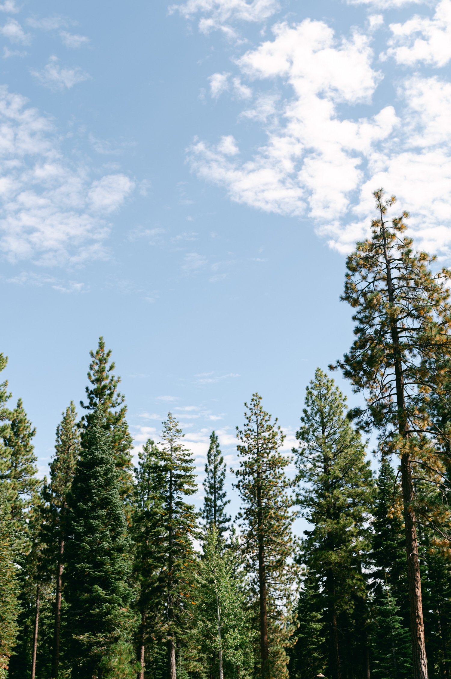 Martis Camp Wedding, photo of a group of tall trees against the blue sky