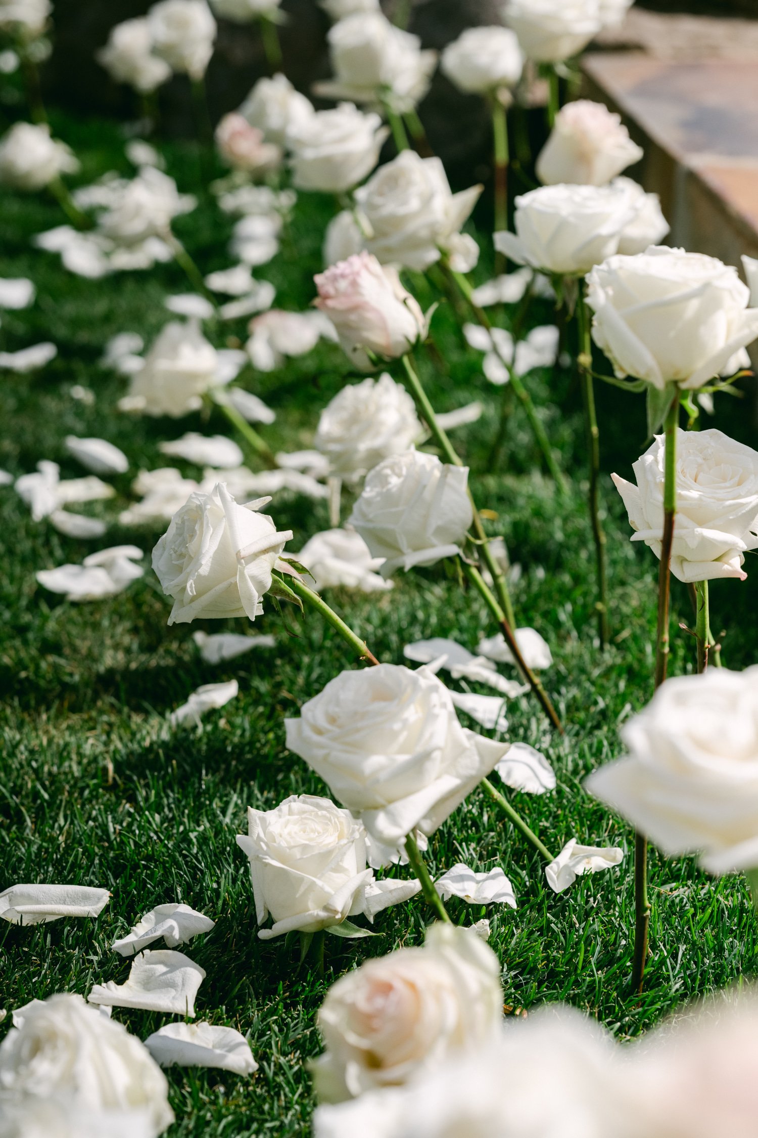 Martis Camp Wedding, photo of white roses flower wedding ceremony decor