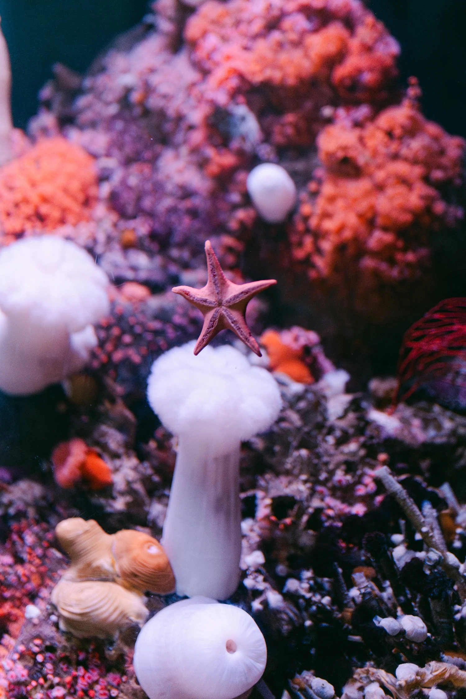 California Academy of Sciences in San Francisco Wedding