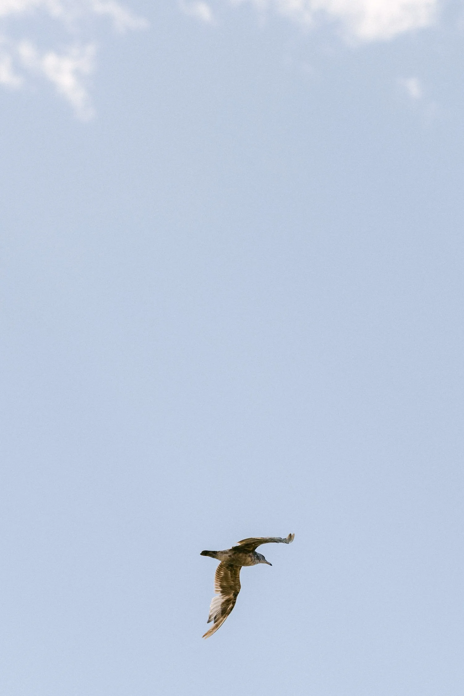 Lake Tahoe 4-H Camp wedding photos, photo of a bird in flight