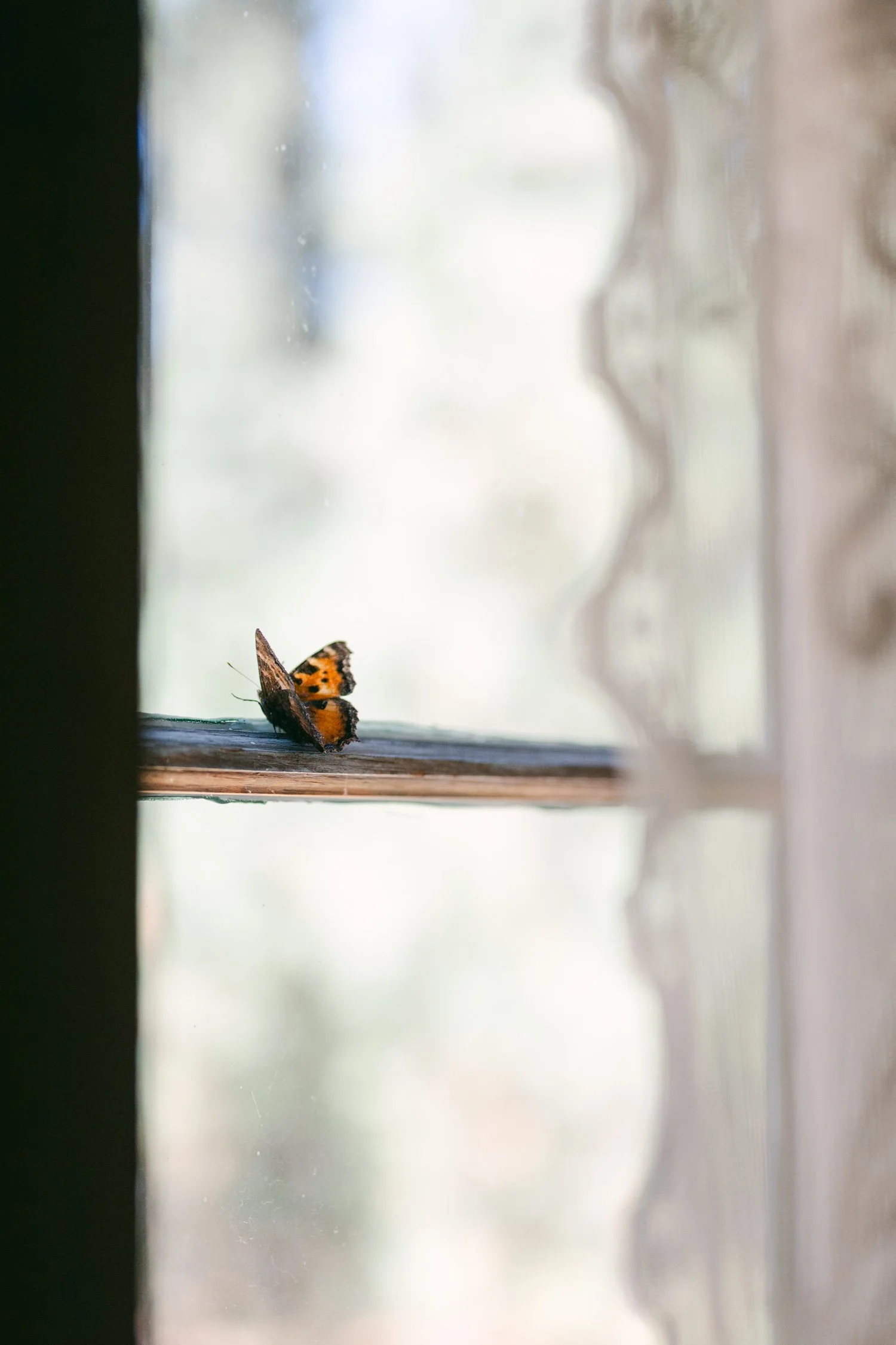 A Valhalla Lake Tahoe Wedding, photo of a butterfly resting on a window frame
