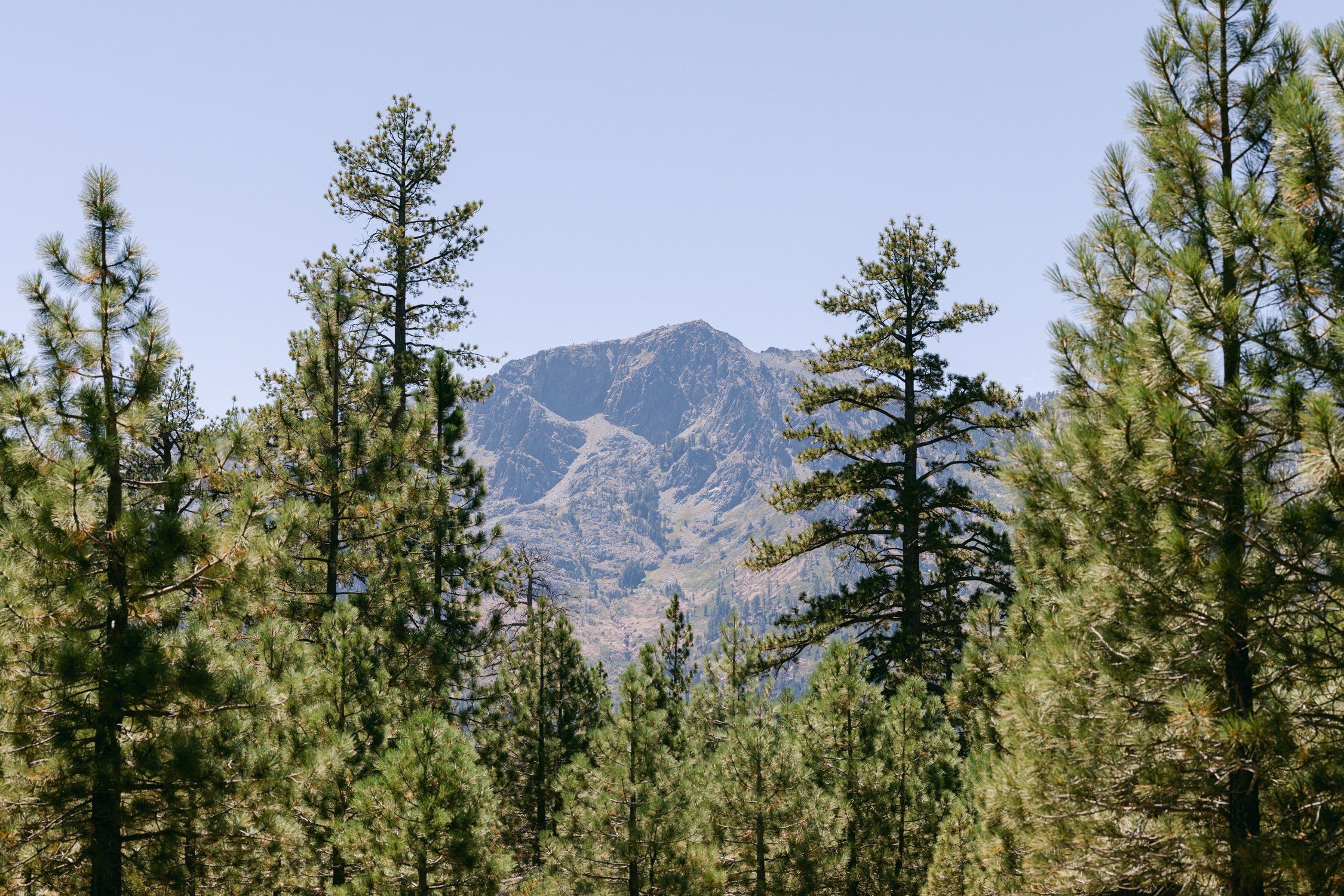 A Valhalla Lake Tahoe Wedding, photo of a dense pine forest in Sierra Nevada