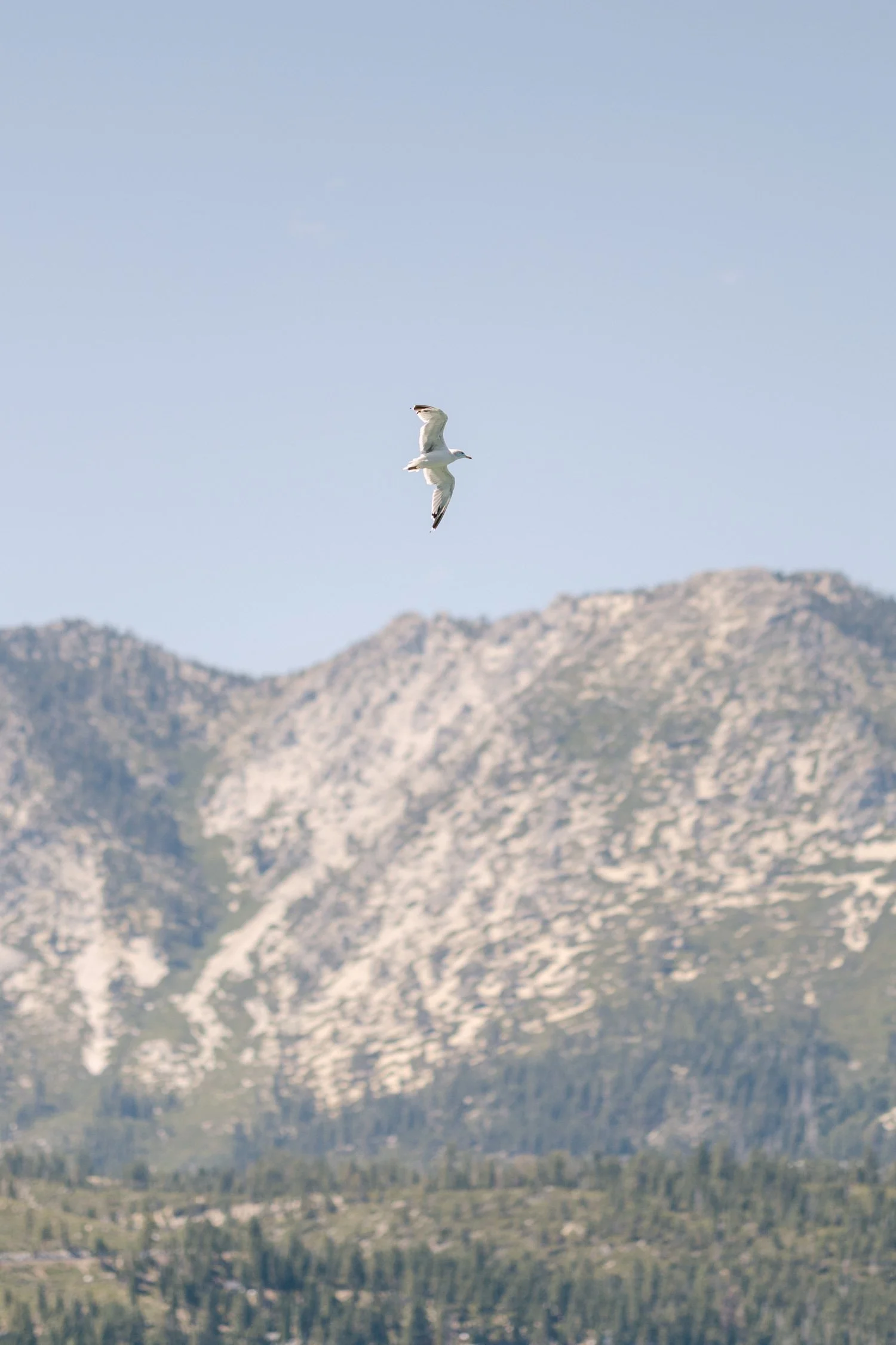 A Valhalla Lake Tahoe Wedding, photo of a bird in flight against a mountain backdrop