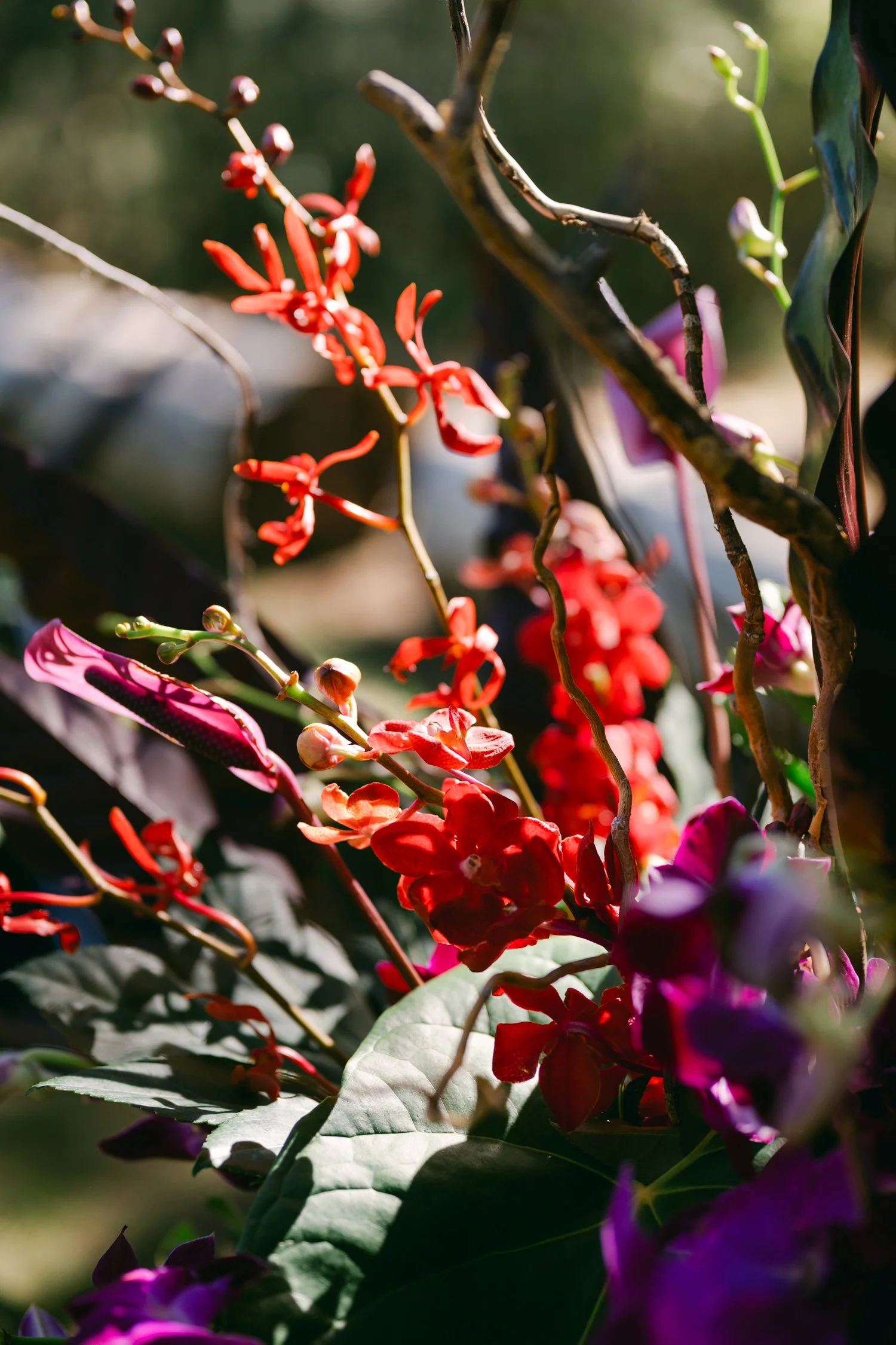 A Valhalla Lake Tahoe Wedding, photo of wedding florals featuring vibrant red Renanthera orchids intermixed with dark green foliage and purple orchid accents.