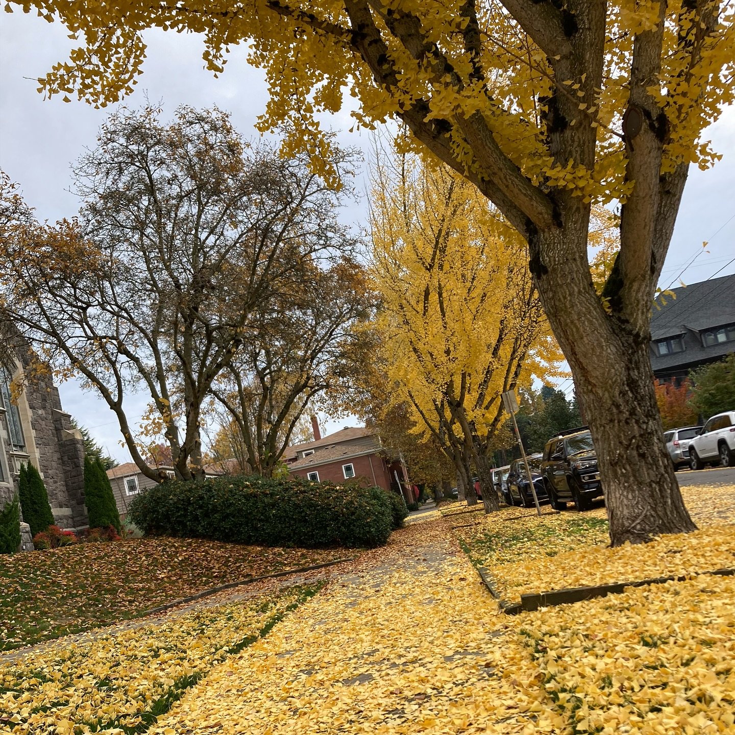 Sippin&rsquo; Guatemala Monja Blanca and soaking up these last moments of autumn 🍂 

#spellacaffe #spella #guatemalacoffee #pdx #portlandcoffee #pdxcoffee #portlandsbest #autumnleaves #autumnvibes🍁 #portland #portlandcafevibes #autumnstroll #caffe