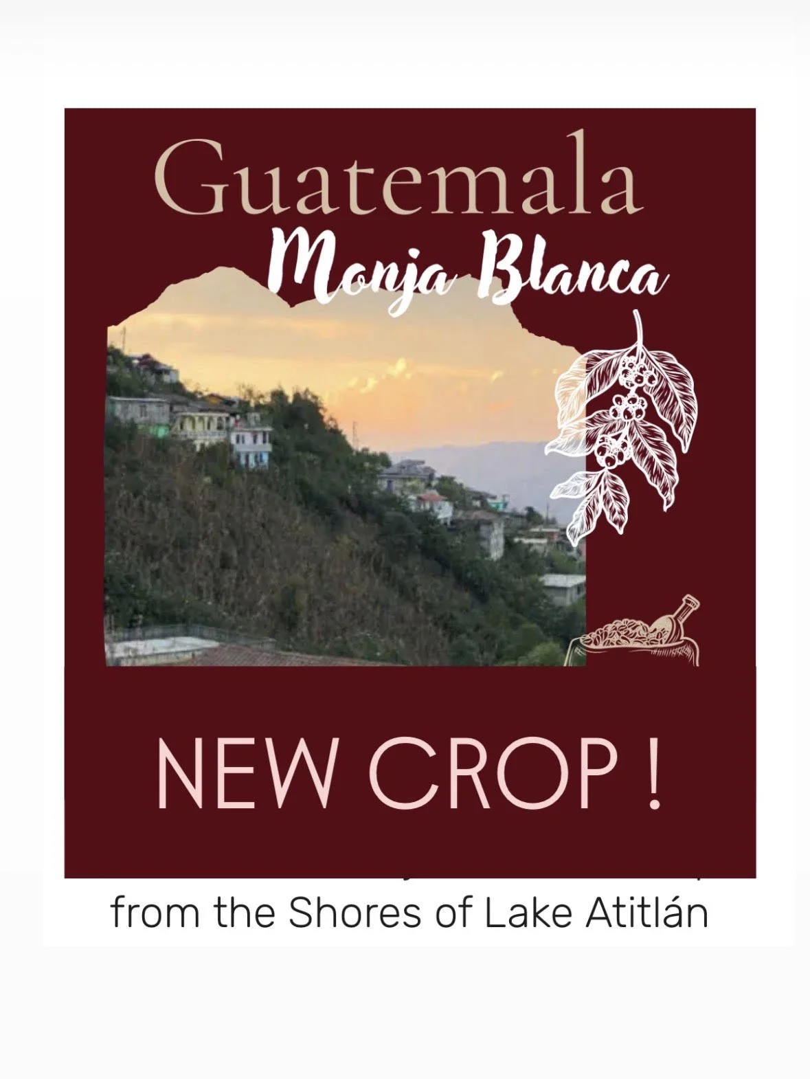 *NEW CROP* Guatemala Monja Blanca