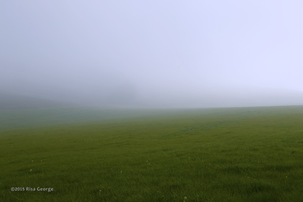 Fog in the Pasture