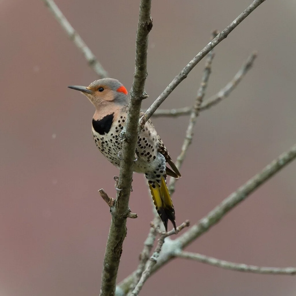 Woodpecker Family 20