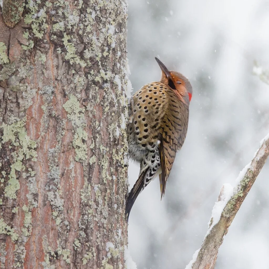 Woodpecker Family 9