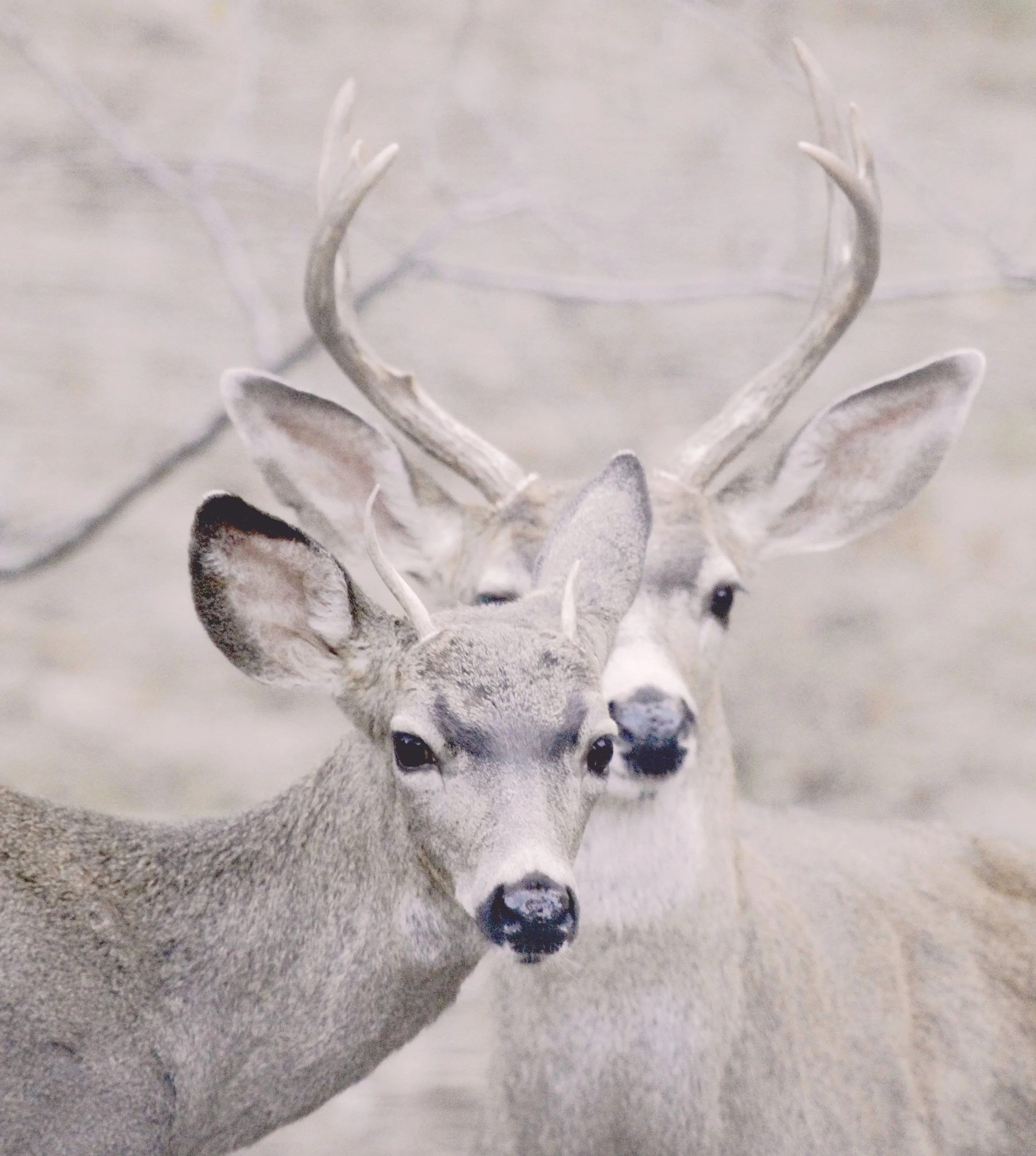 _MG_3284TWODEER.jpg