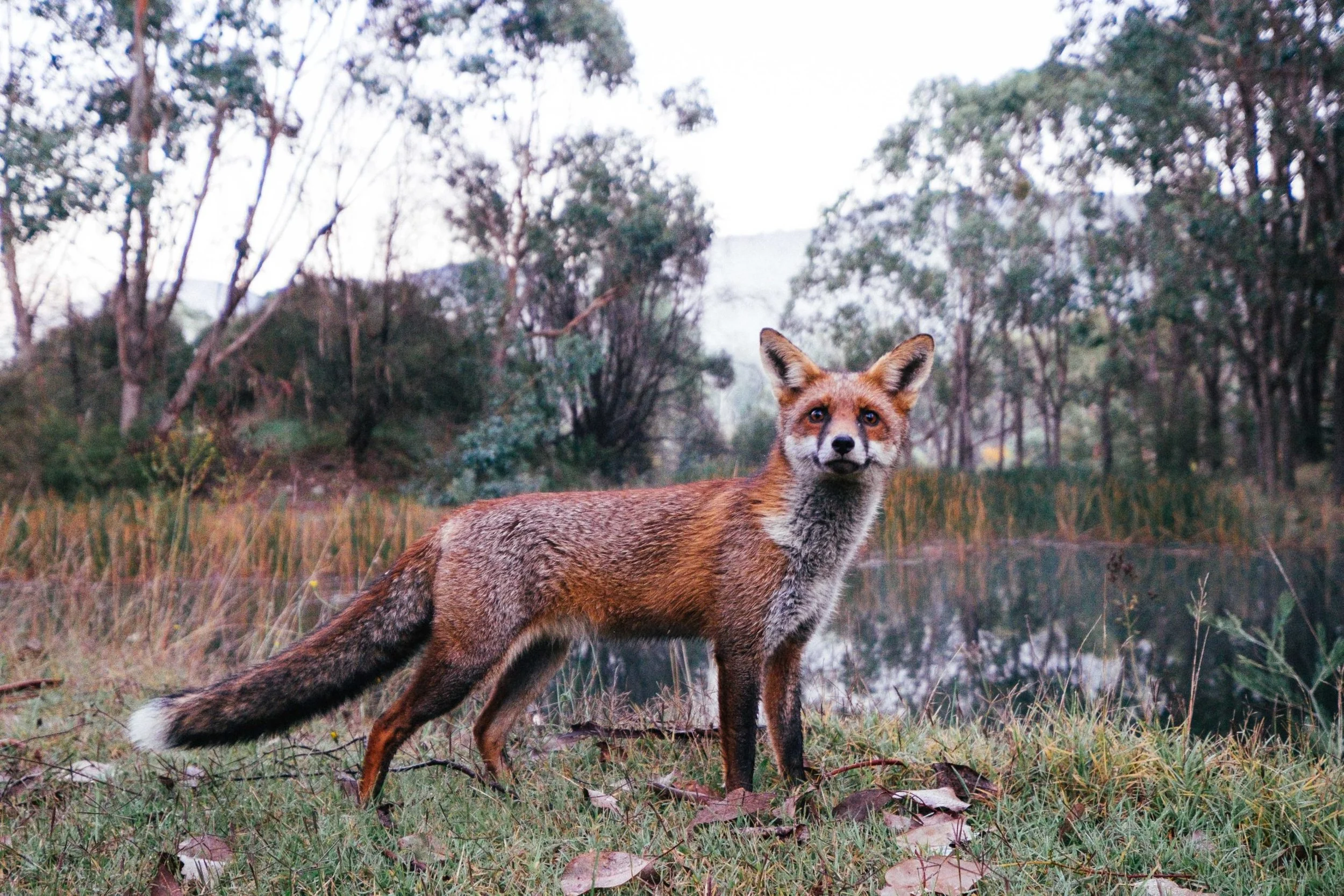 The upsides to COVID-19