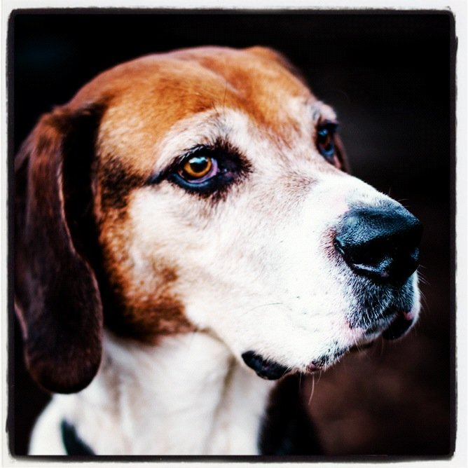 Farewell my faithful hound