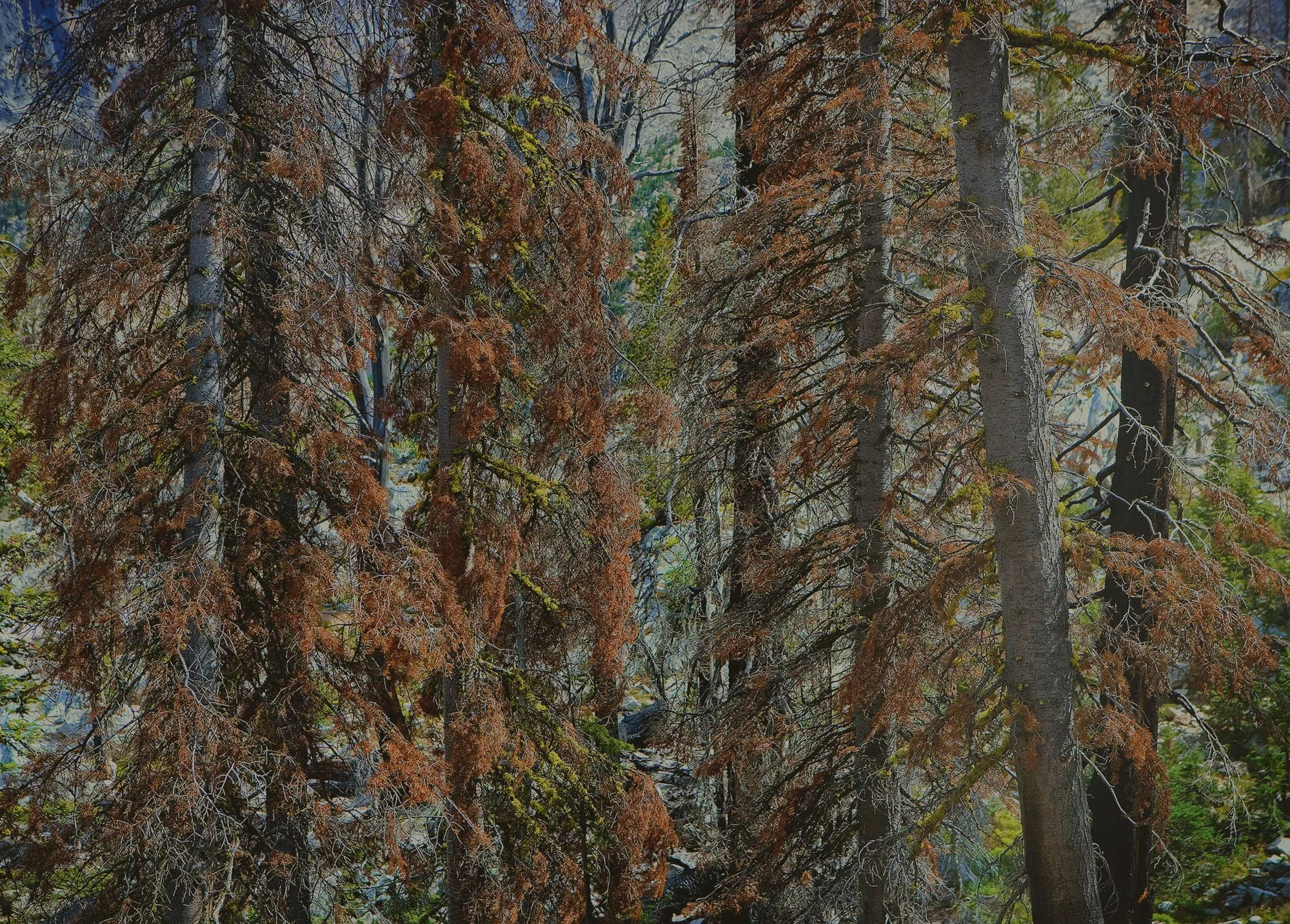 Steven Wohlwender, Photographer, Director, California USA