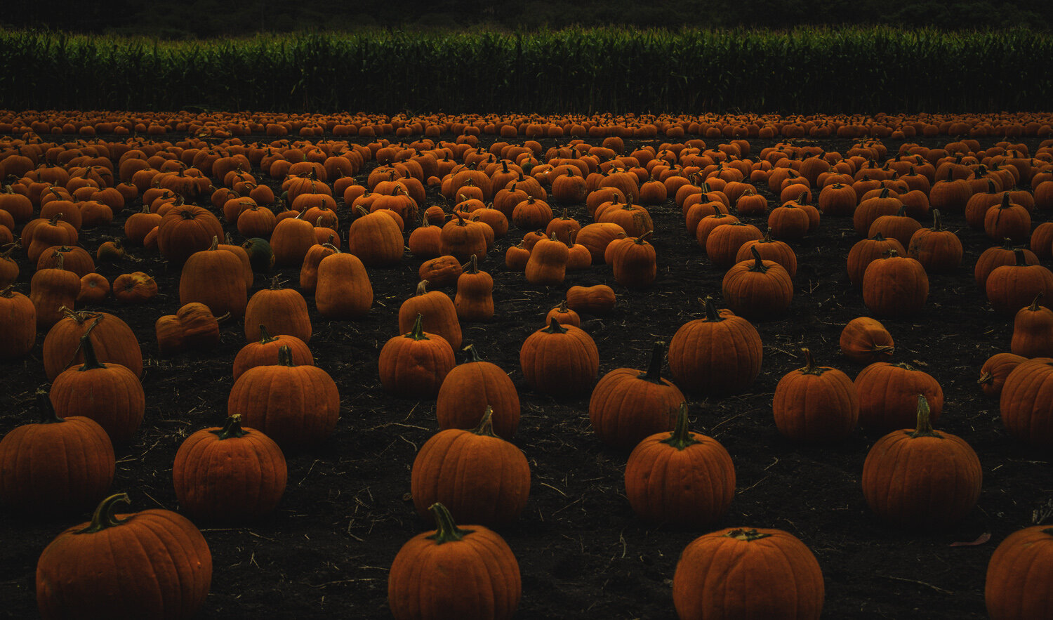 pumpkin-15-01a.jpg