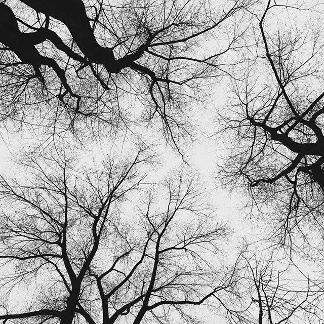 Skygazing in Central Park