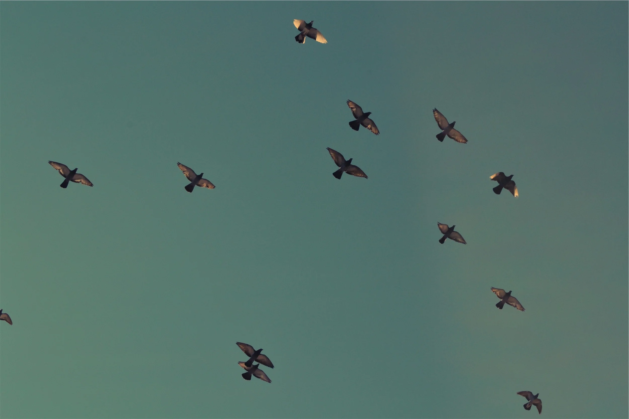 flock.jpg